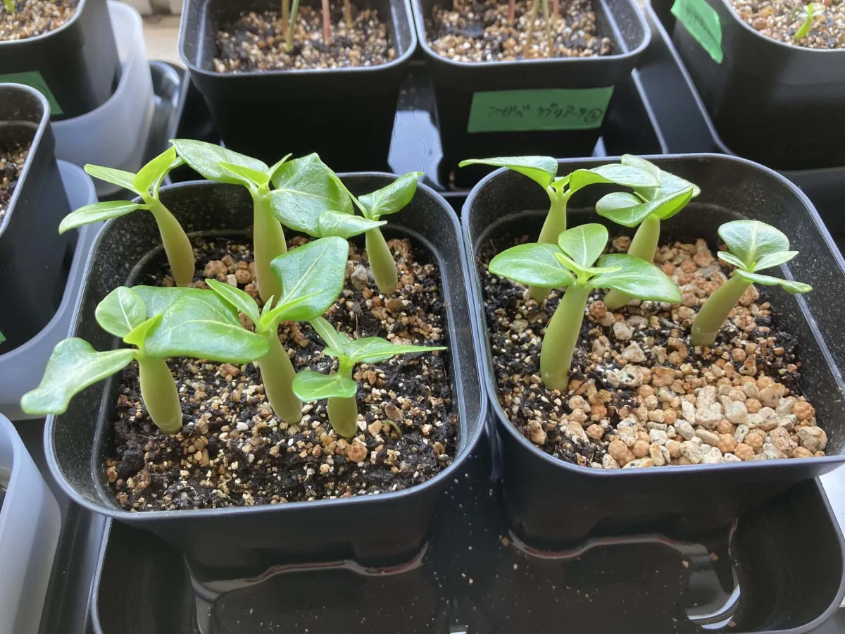 Adenium arabicum Yemen (アデニウム アラビカム イエメン)