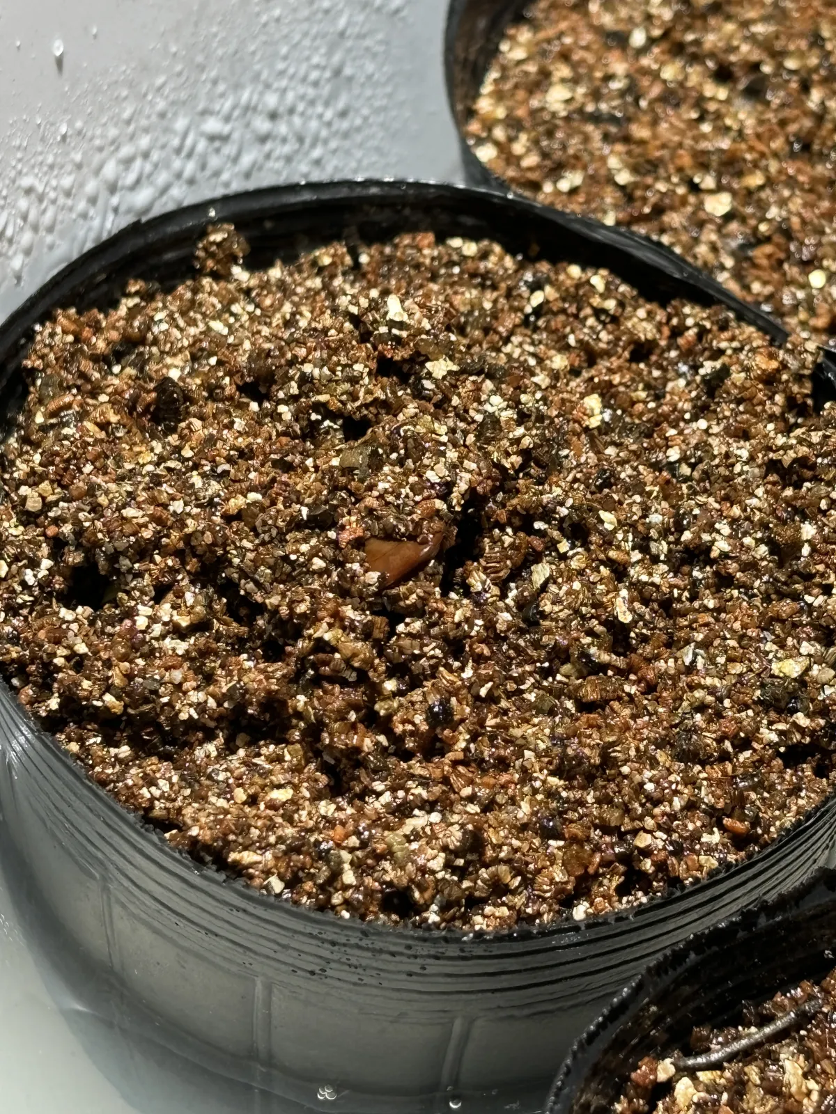 Acacia burkei (アカシア ブルケイ)