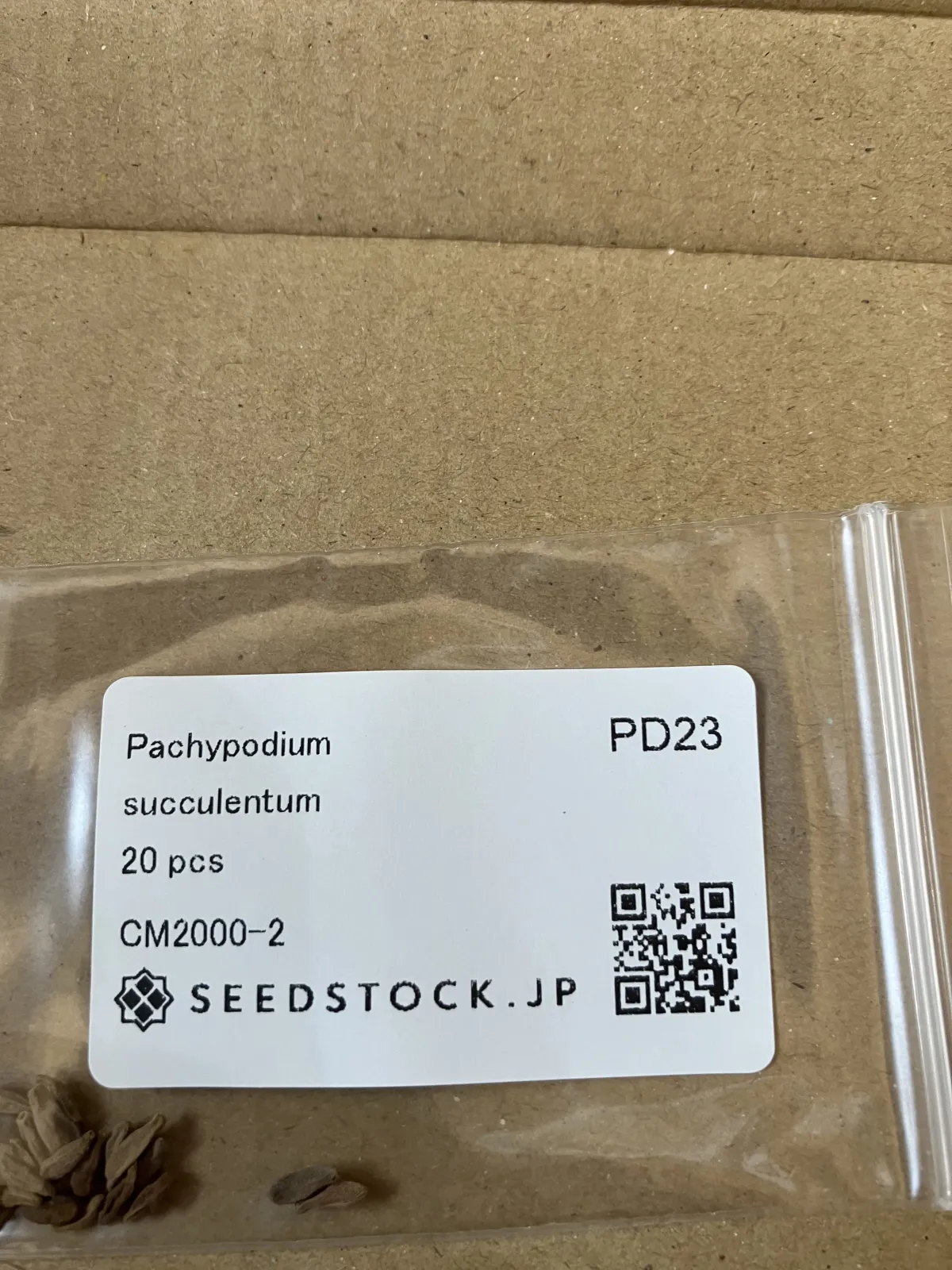 Pachypodium succulentum (パキポディウム サキュレンタム)