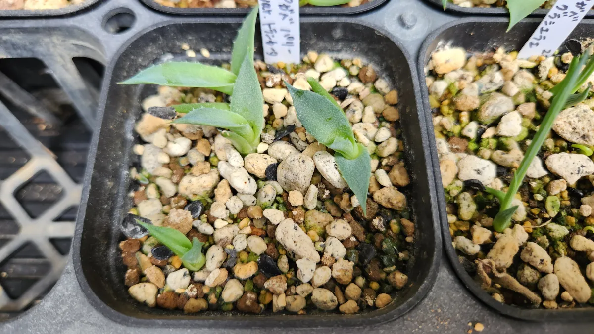 Agave parryi var. truncata (アガベ パリー トランカータ)