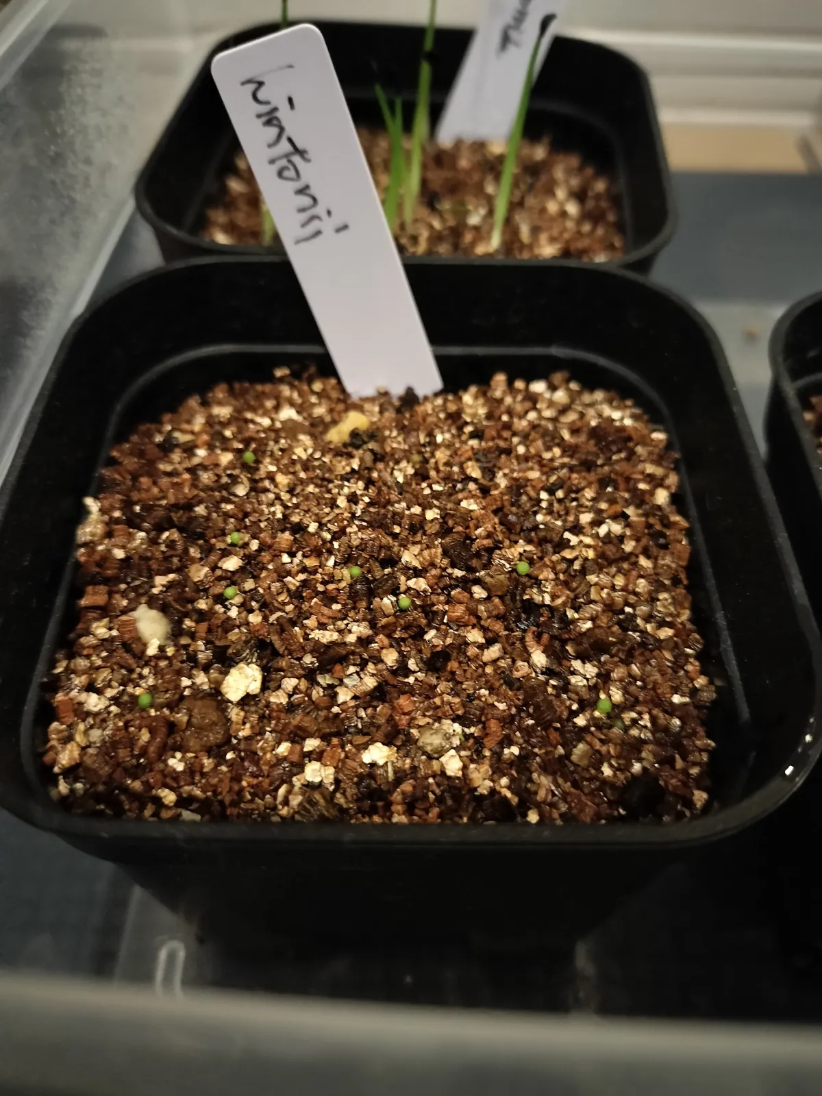 Aztekium hintonii (アズテキウム ヒントニー)