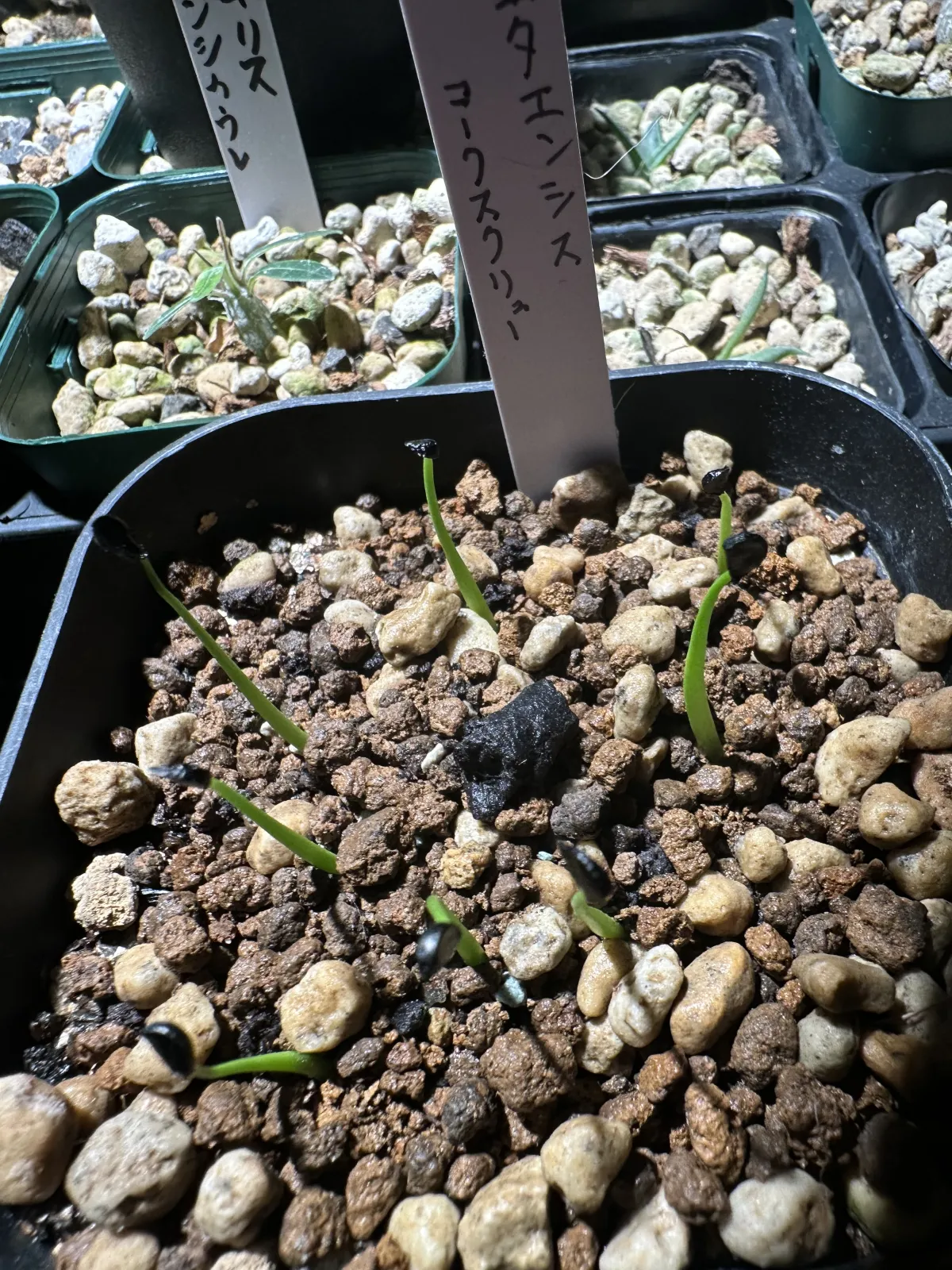 Agave utahensis var. eborispina Corkscrew (アガベ ユタエンシスコークスクリュー)