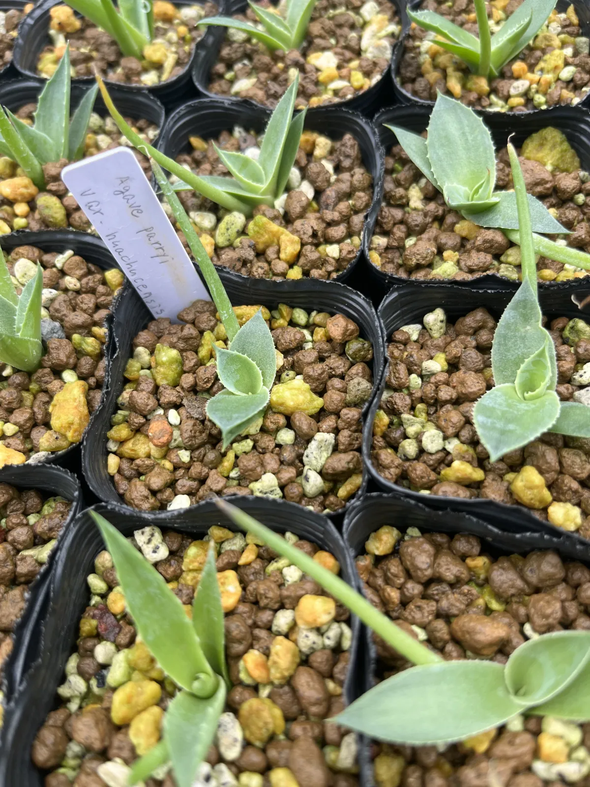 Agave parryi var. huachusensis (アガベ フアチュセンシス)