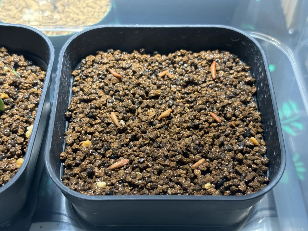 Pachypodium rosulatum var. gracilius ([無料種子] 発芽難 パキポディウム グラキリス　)
