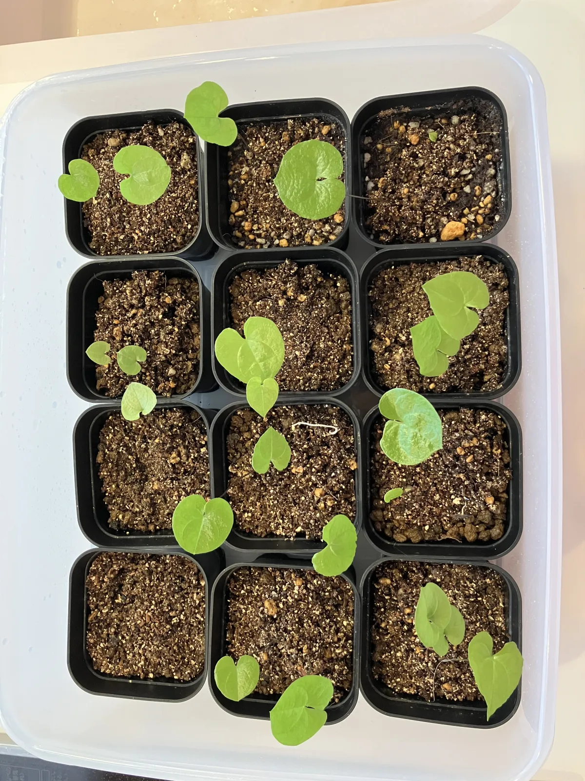 Dioscorea elephantipes ([チャレンジ種子] 亀甲竜)