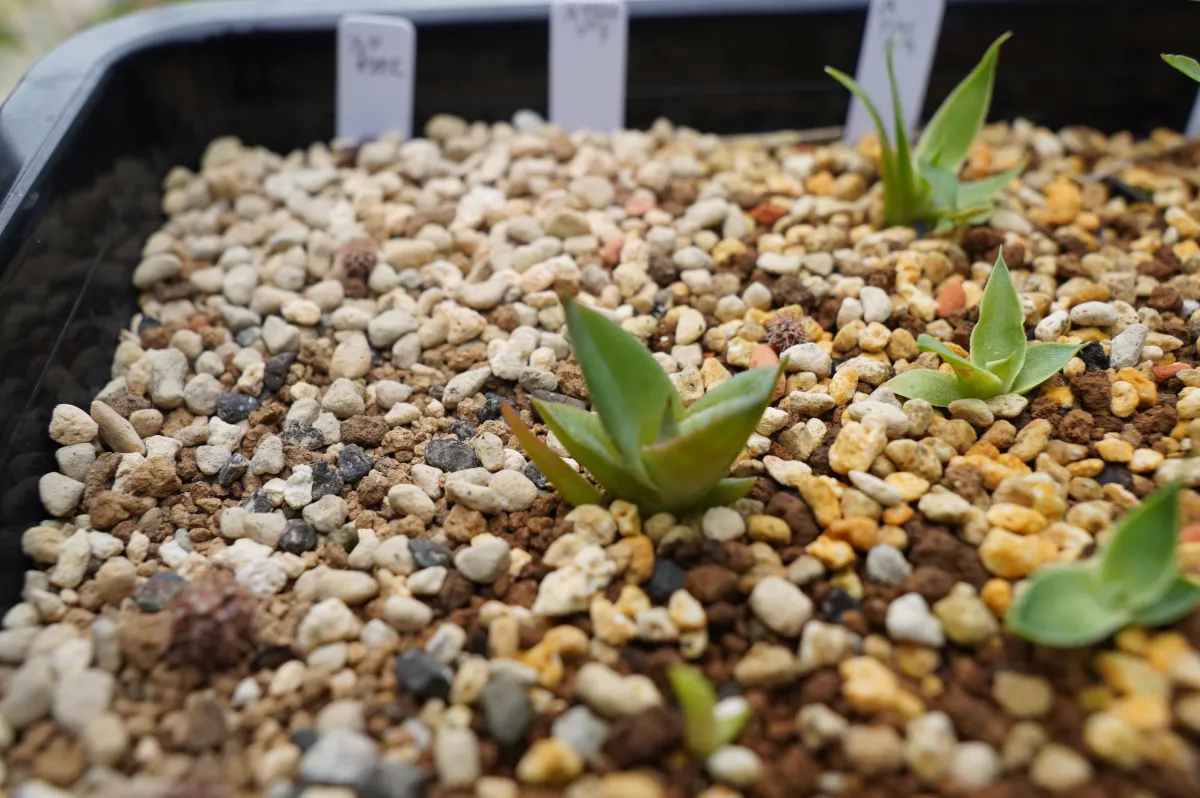 Agave guiengola (アガベ グイエンゴラ)