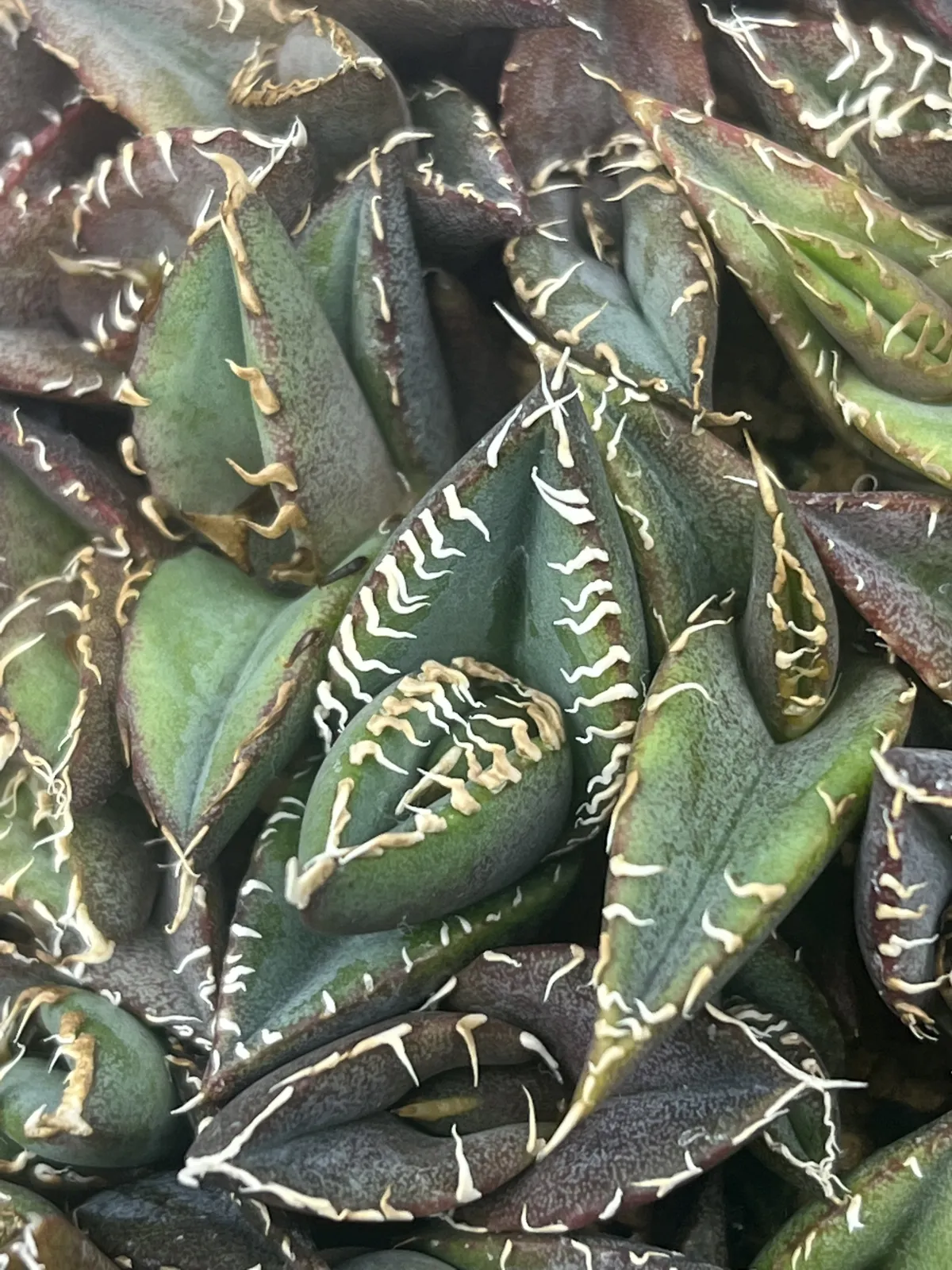 Agave oteroi Lot. (アガベ オテロイ)
