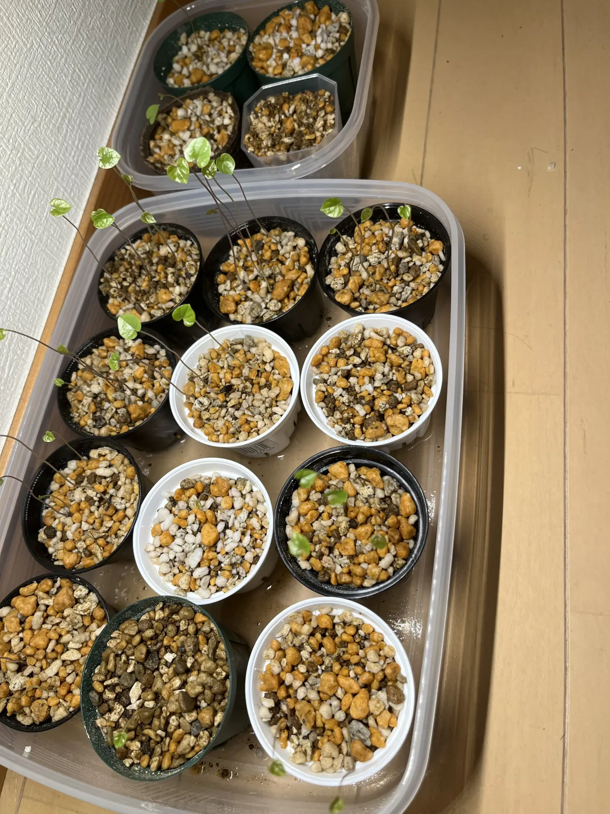 Dioscorea elephantipes (ディオスコレア エレファンティペス)