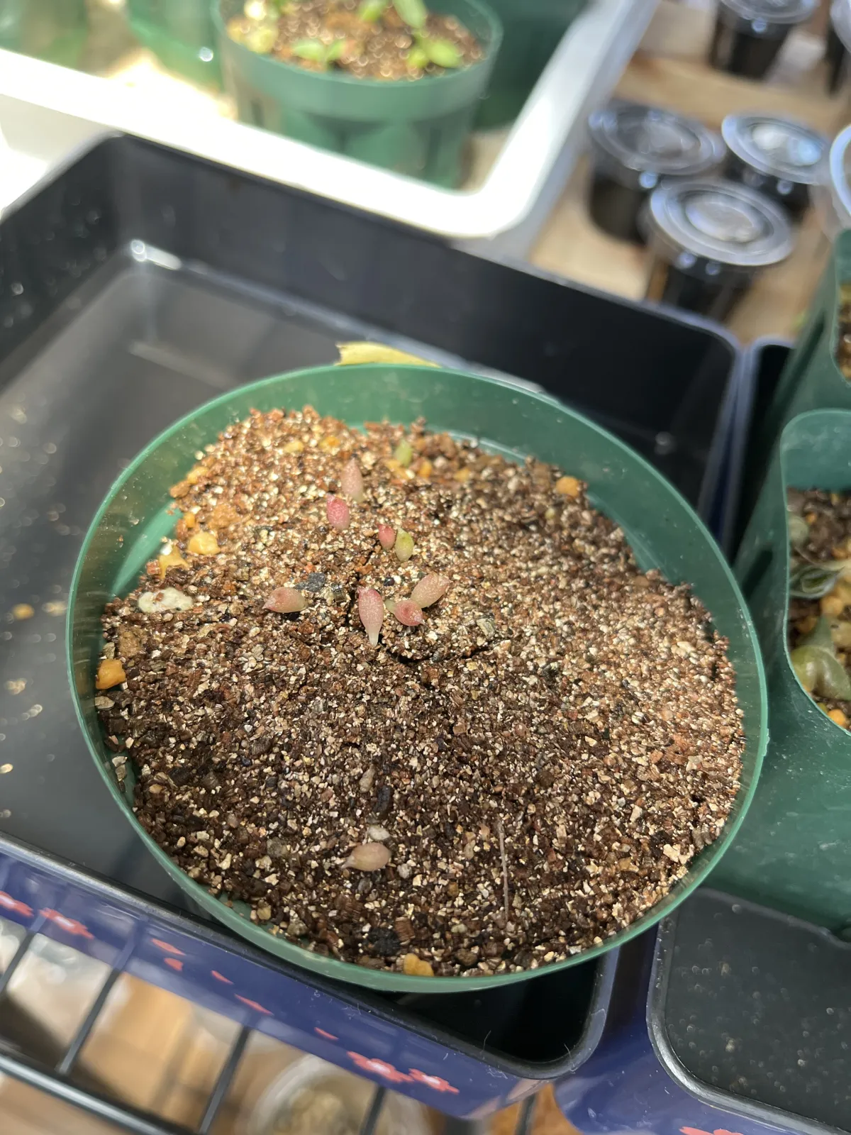 Echinocactus grusonii (エキノカクタス キンシャチ)