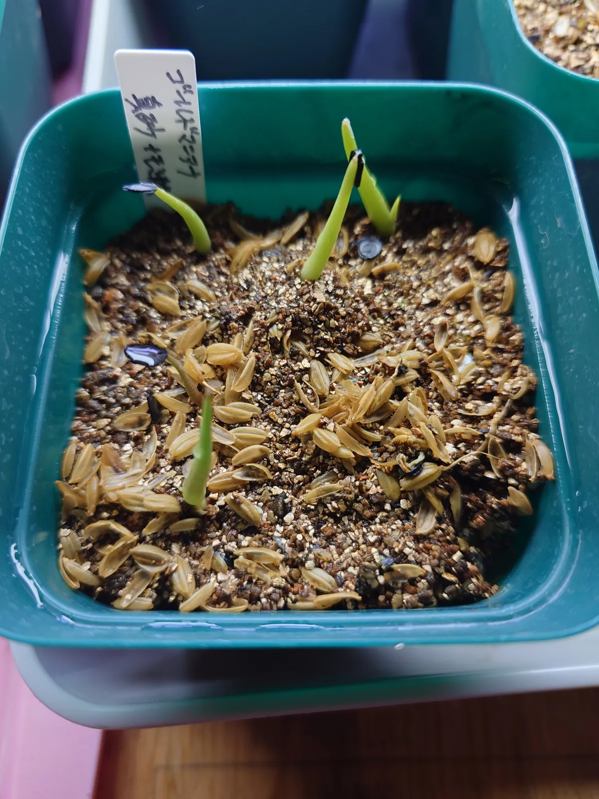 Agave shawii ssp. goldmaniana (アガベ ゴールドマニアナ)