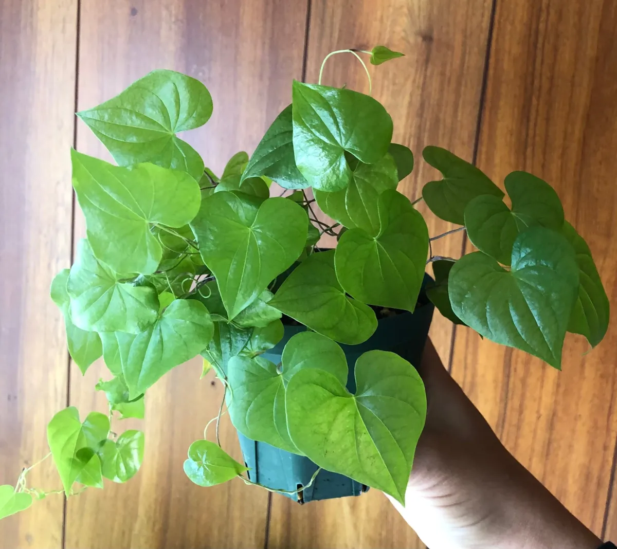 Dioscorea sylvatica (ディオスコレア シルバティカ)