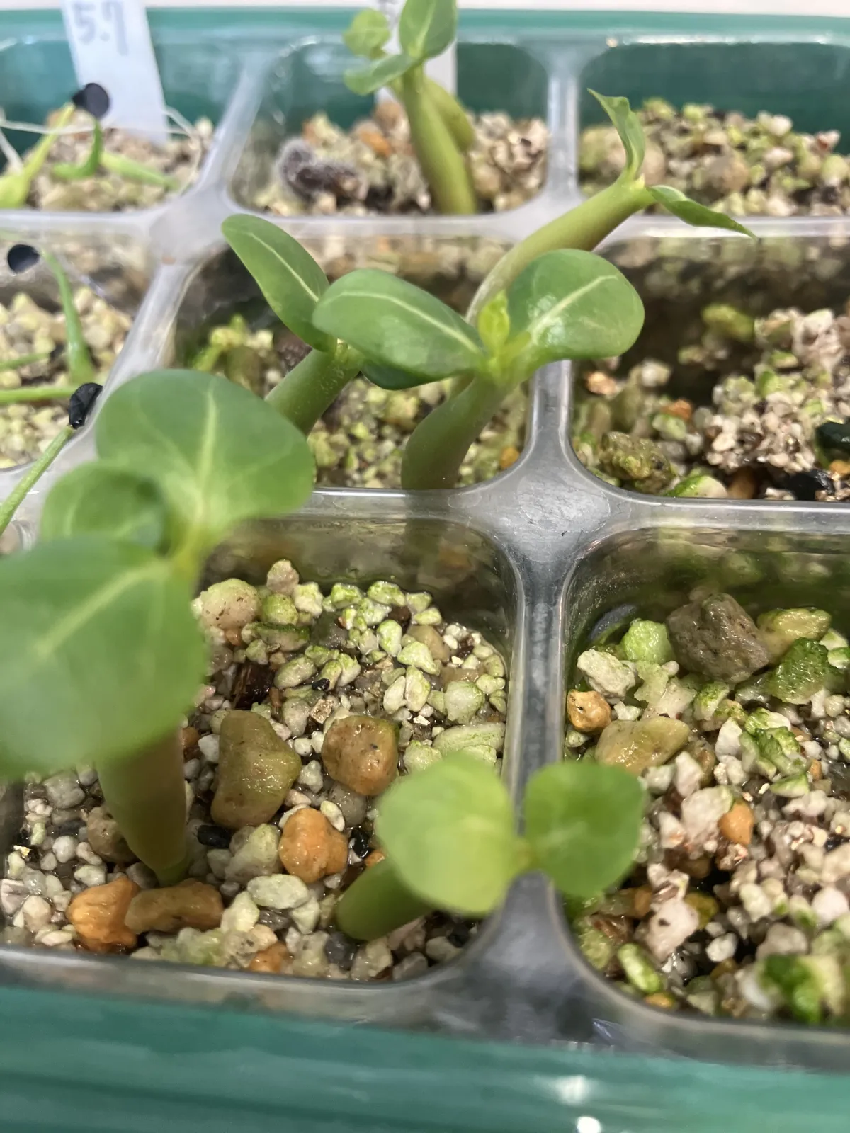 Adenium arabicum Yemen (アデニウム アラビカム イエメン)