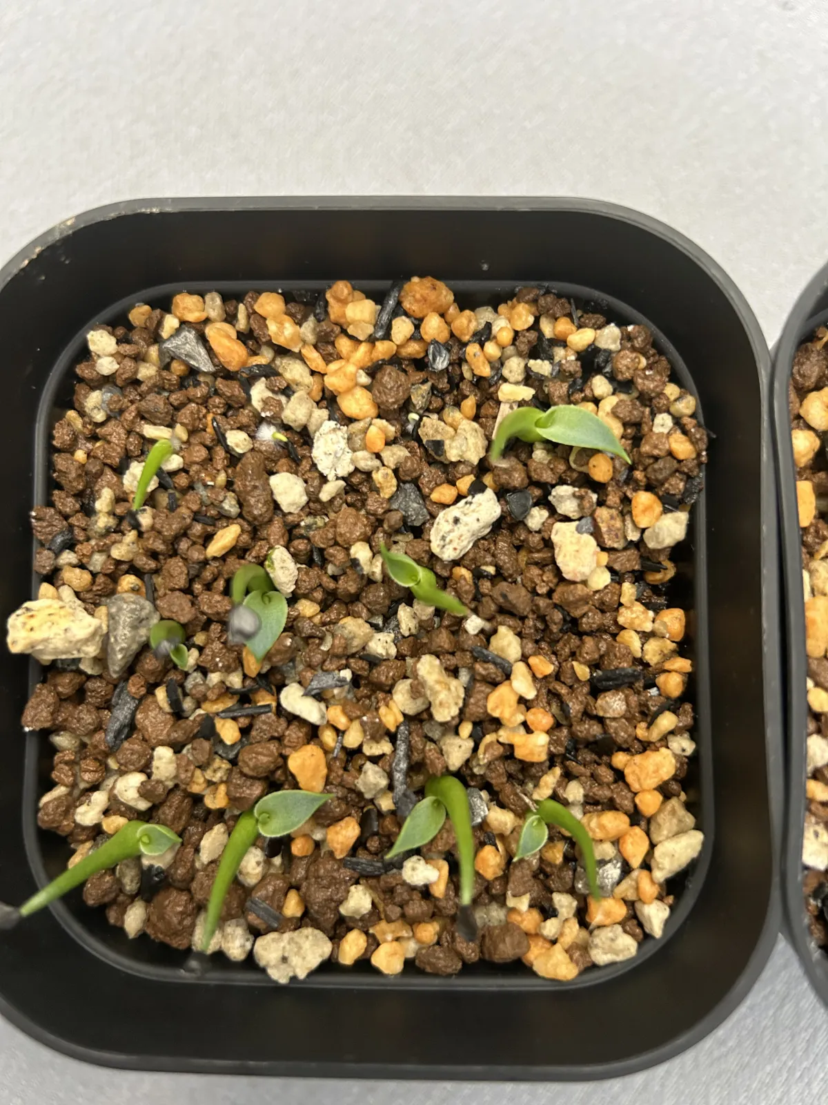 Agave utahensis var. eborispina (アガベ エボリスピナ ヘイフォード)