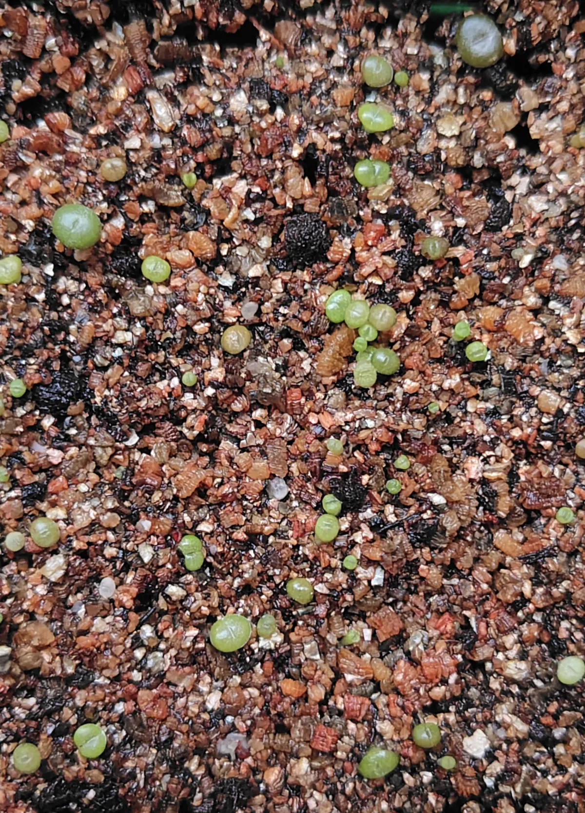 Lithops Mix Seeds (リトープス ミックス)
