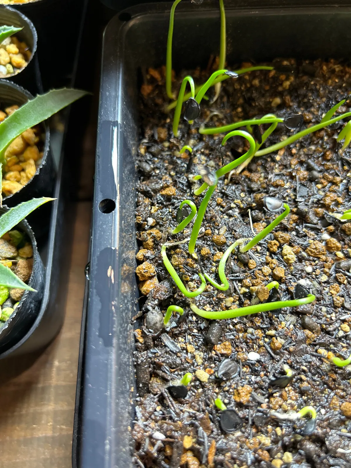 Agave parryi var. huachusensis (アガベ フアチュセンシス)