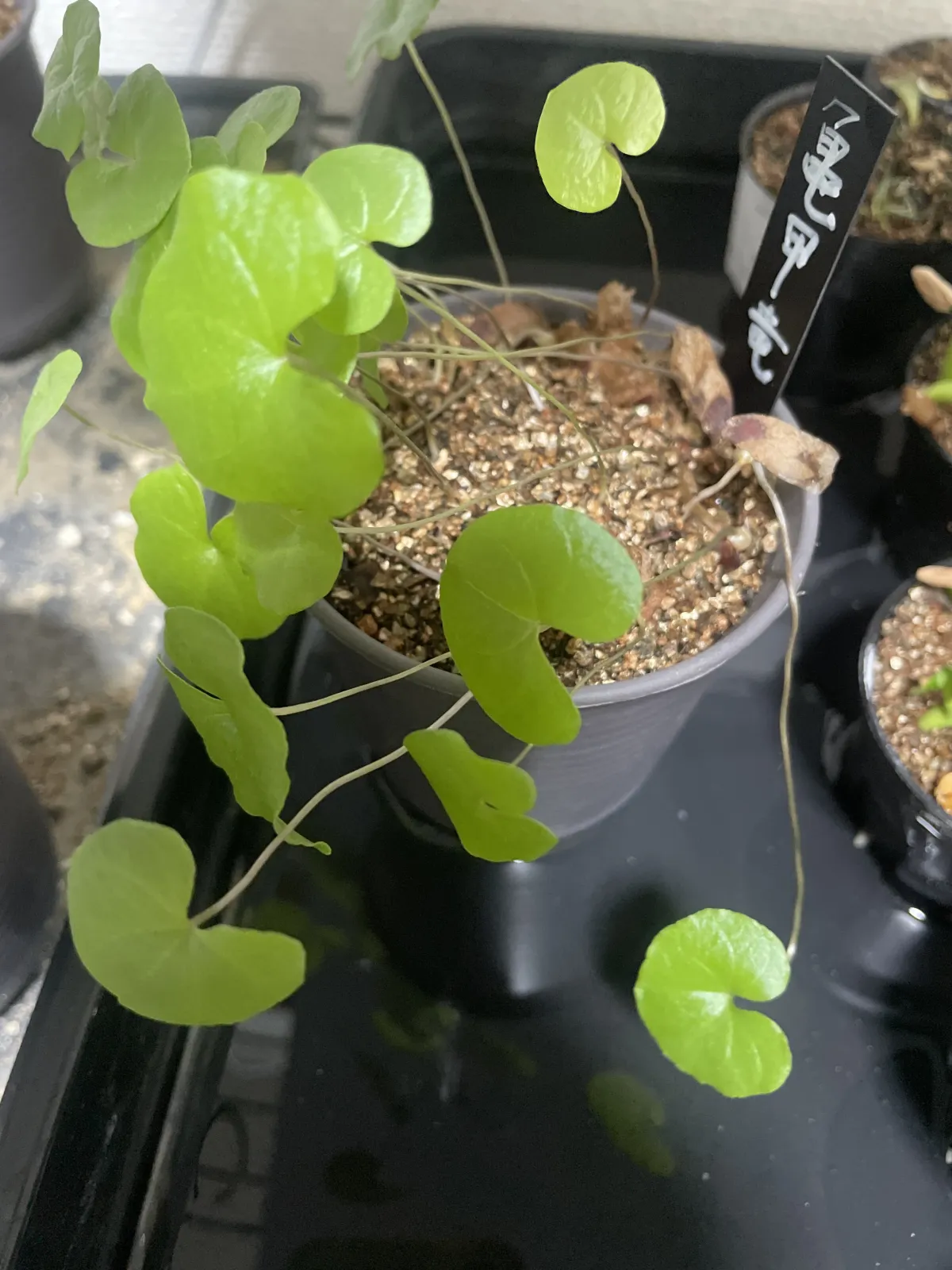 Dioscorea elephantipes (ディオスコレア エレファンティペス)