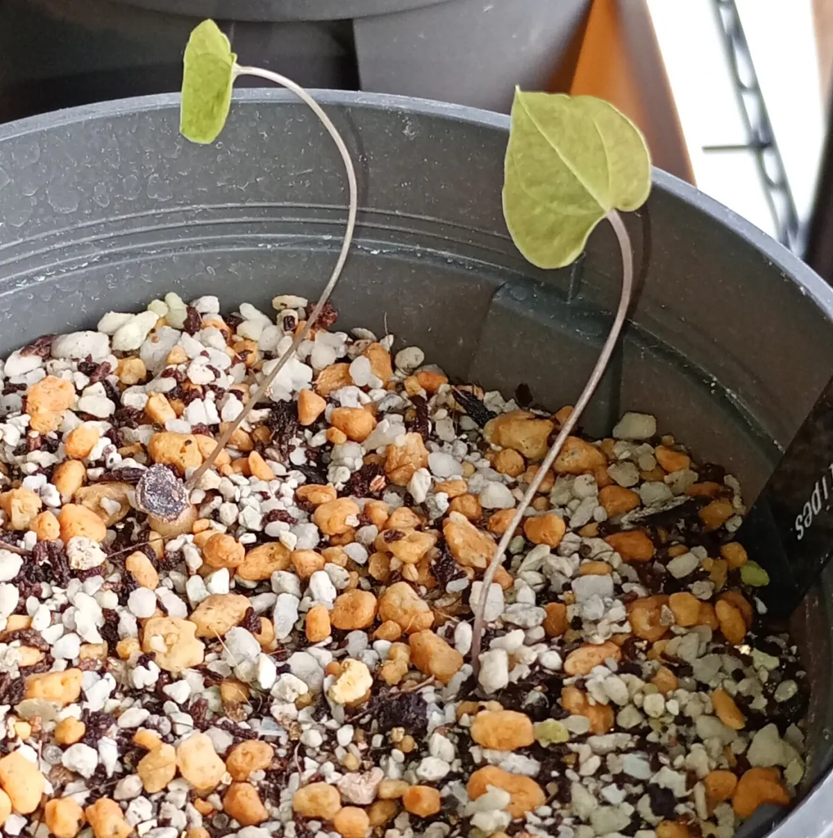 Dioscorea elephantipes (ディオスコレア エレファンティペス)