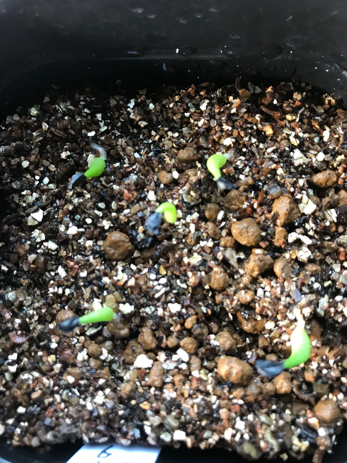 Agave titanota Blue Lot. (アガベ チタノタブルー)