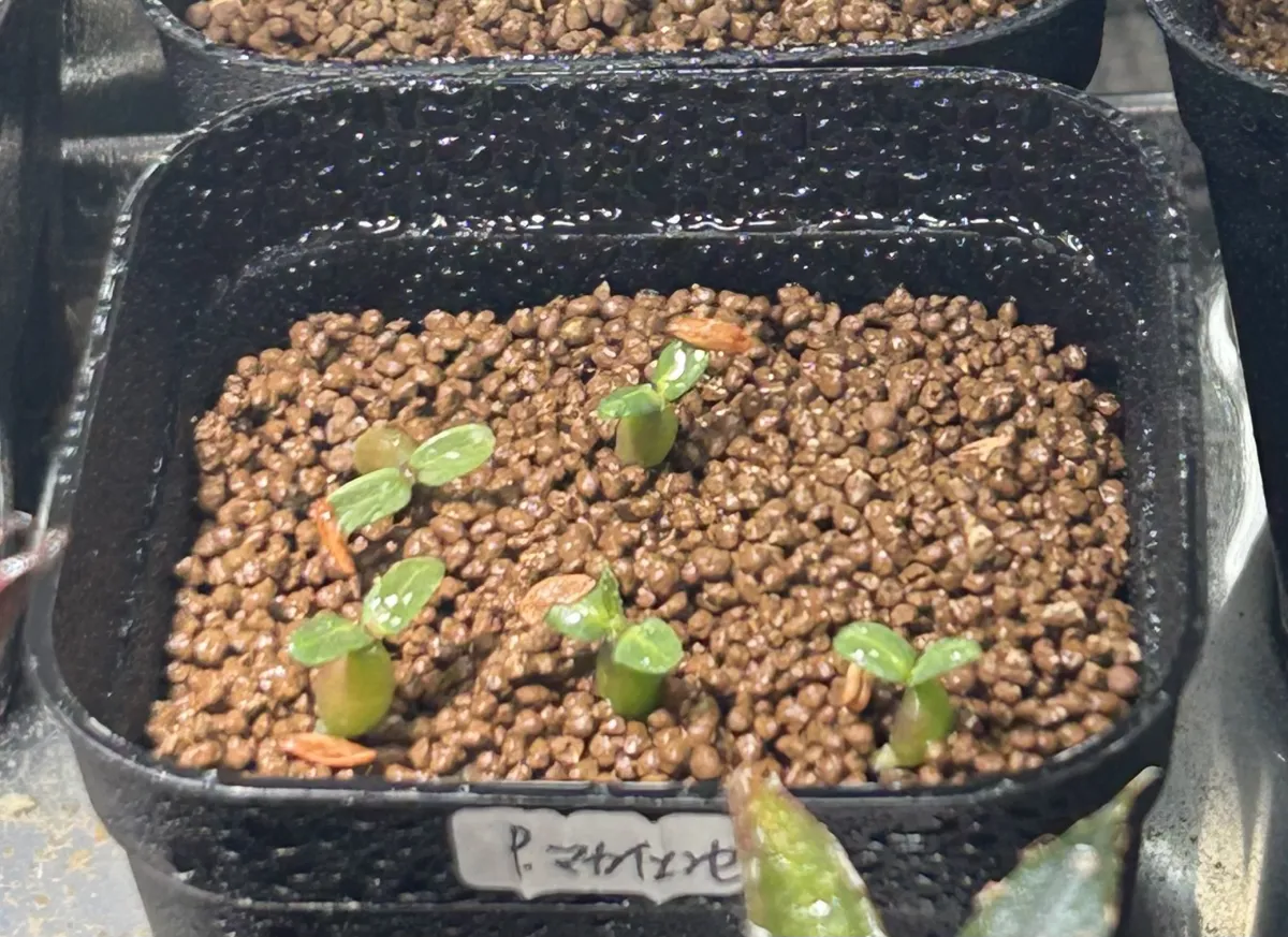 Pachypodium rosulatum ssp. makayense (パキポディウム マカイエンセ)