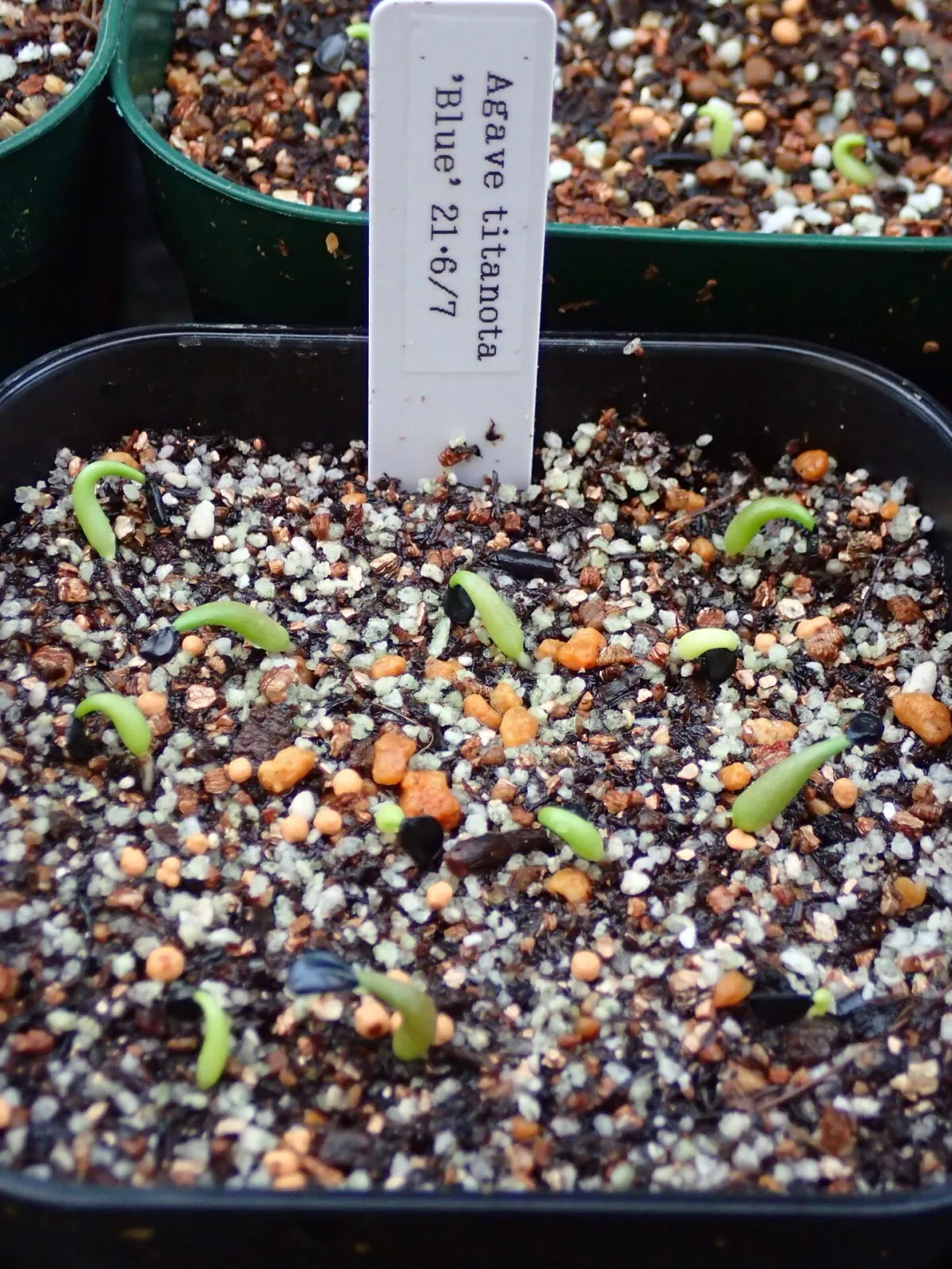 Agave titanota Blue Lot. (アガベ チタノタブルー)