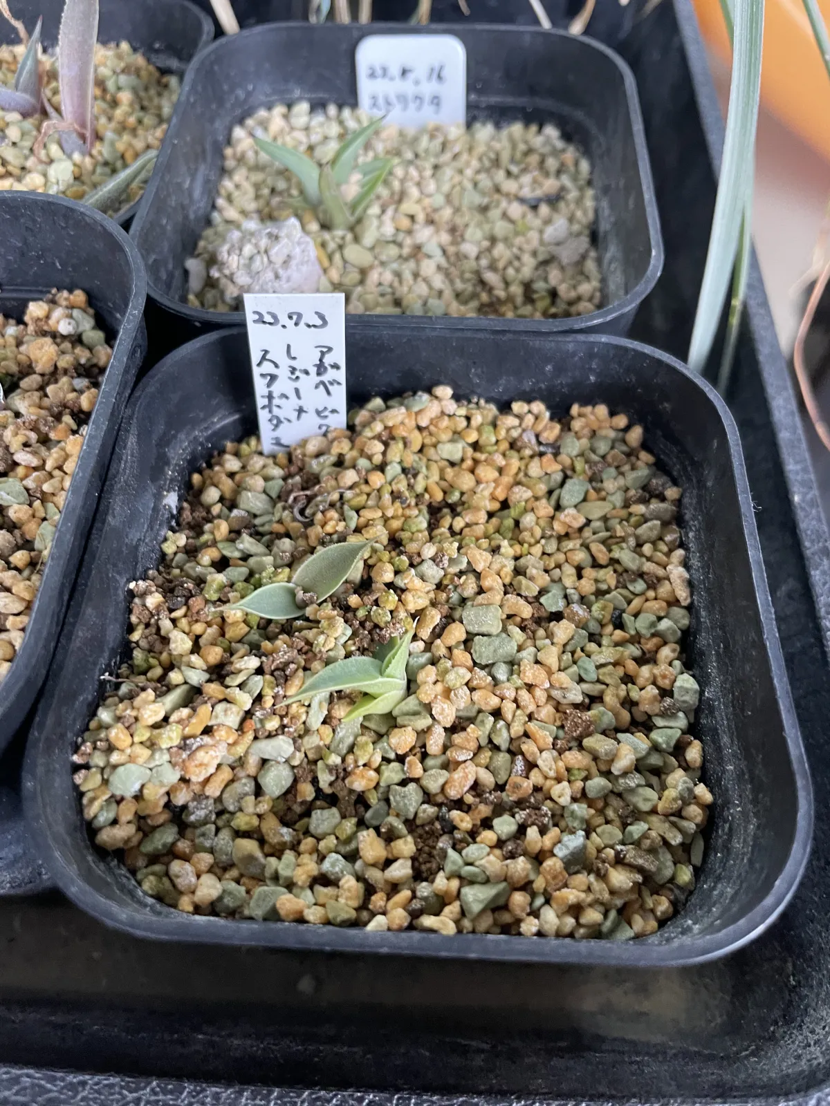 Agave victoriae-reginae ssp. swobodae (アガベ ビクトリアレジーナ スワボダエ)