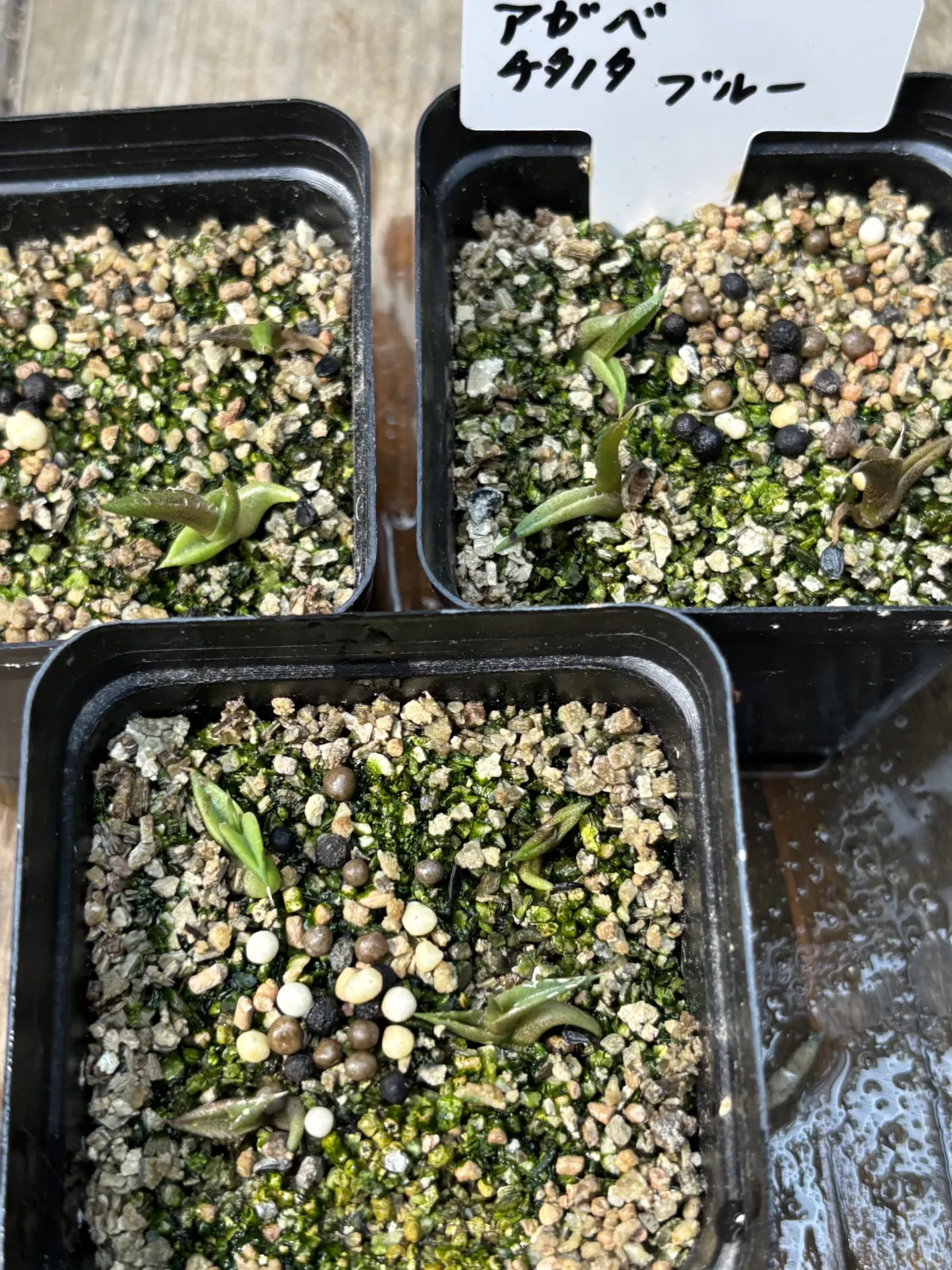 Agave titanota Blue Lot. (アガベ チタノタブルー)