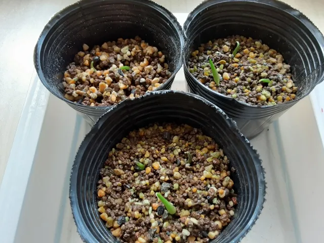 Agave kerchovei (アガベ ケルチョベイ)