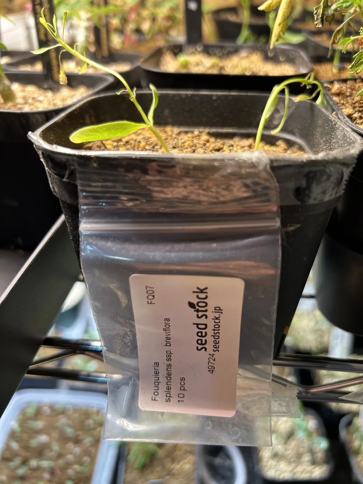 Fouquieria splendens ssp. breviflora (フォークイエリア ブレビフローラ)