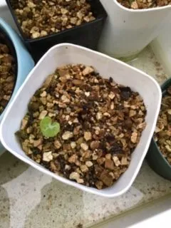 Dioscorea elephantipes (ディオスコレア エレファンティペス)