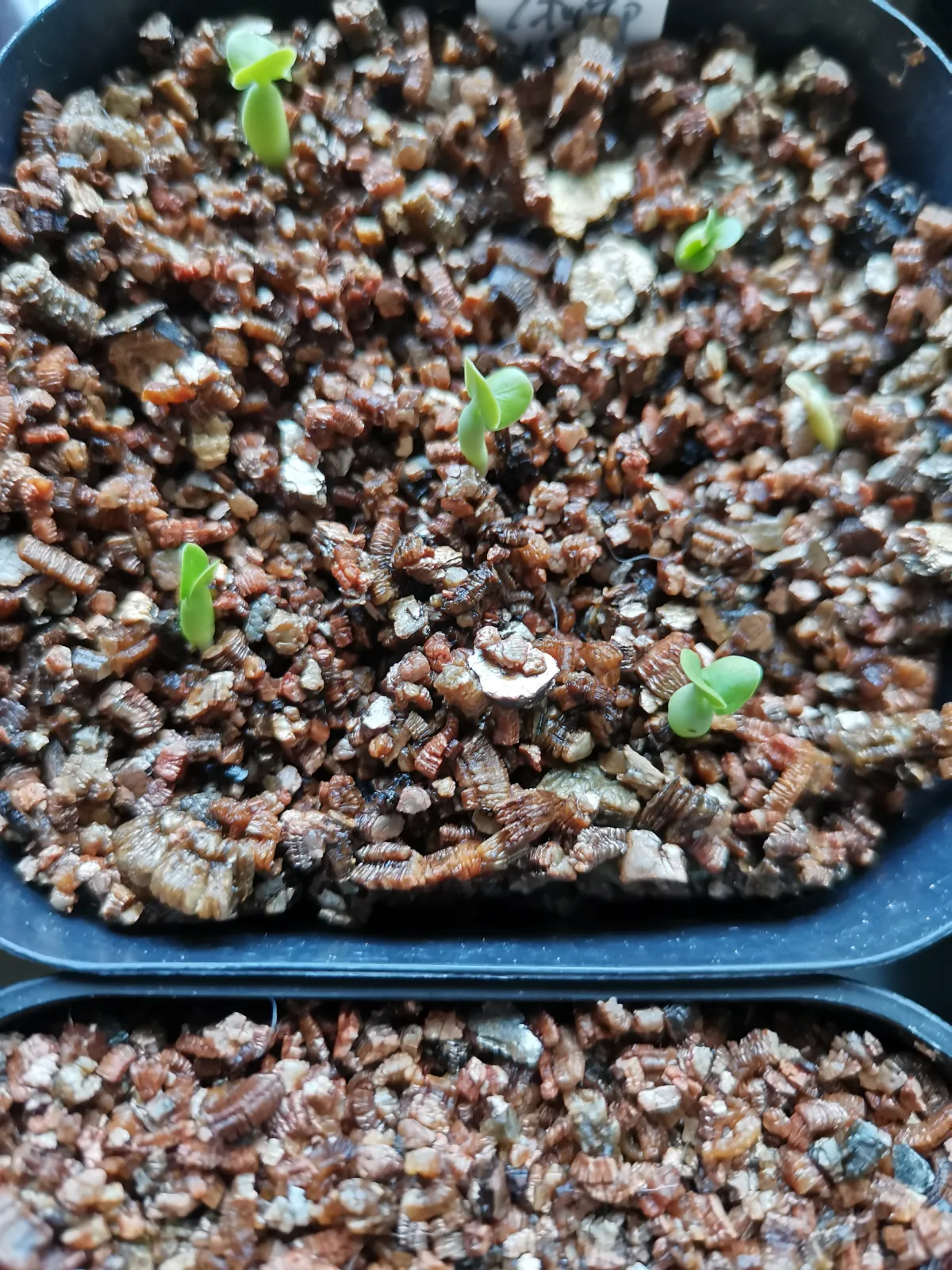 Fockea edulis (フォッケア 火星人)