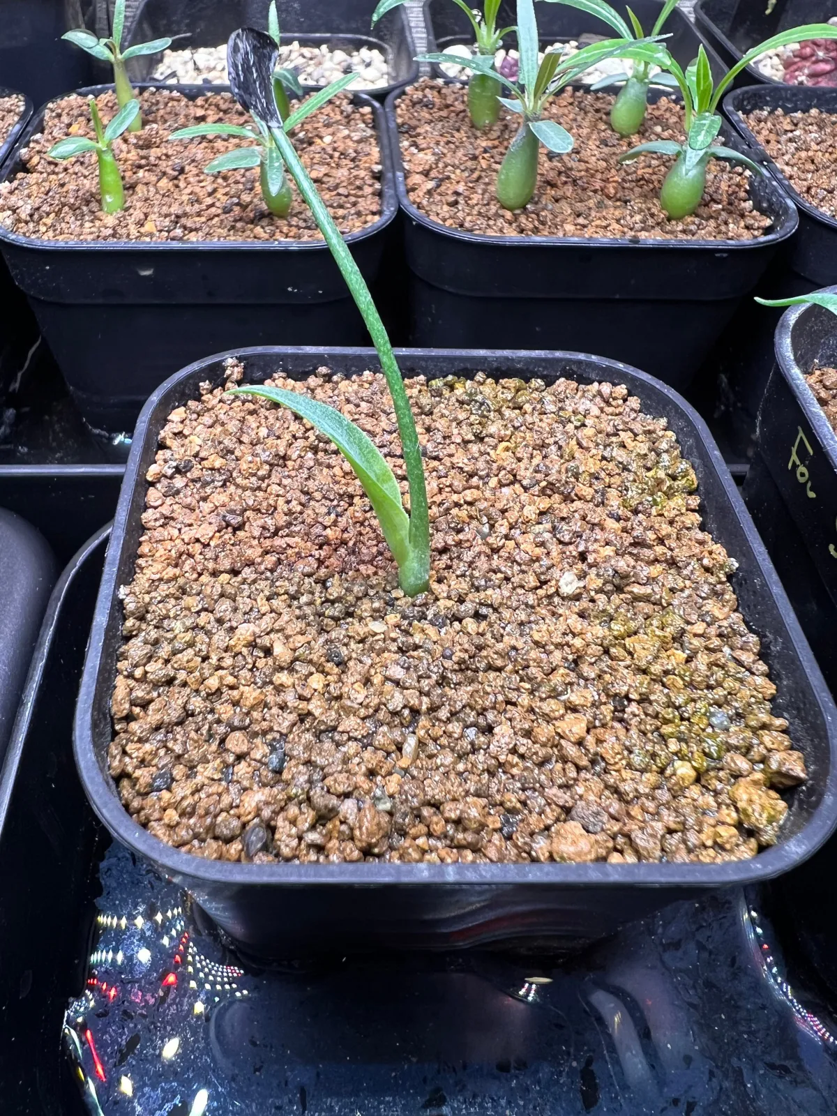 Agave inaequidens ssp. inaequidens (アガベ インアクイデンス)