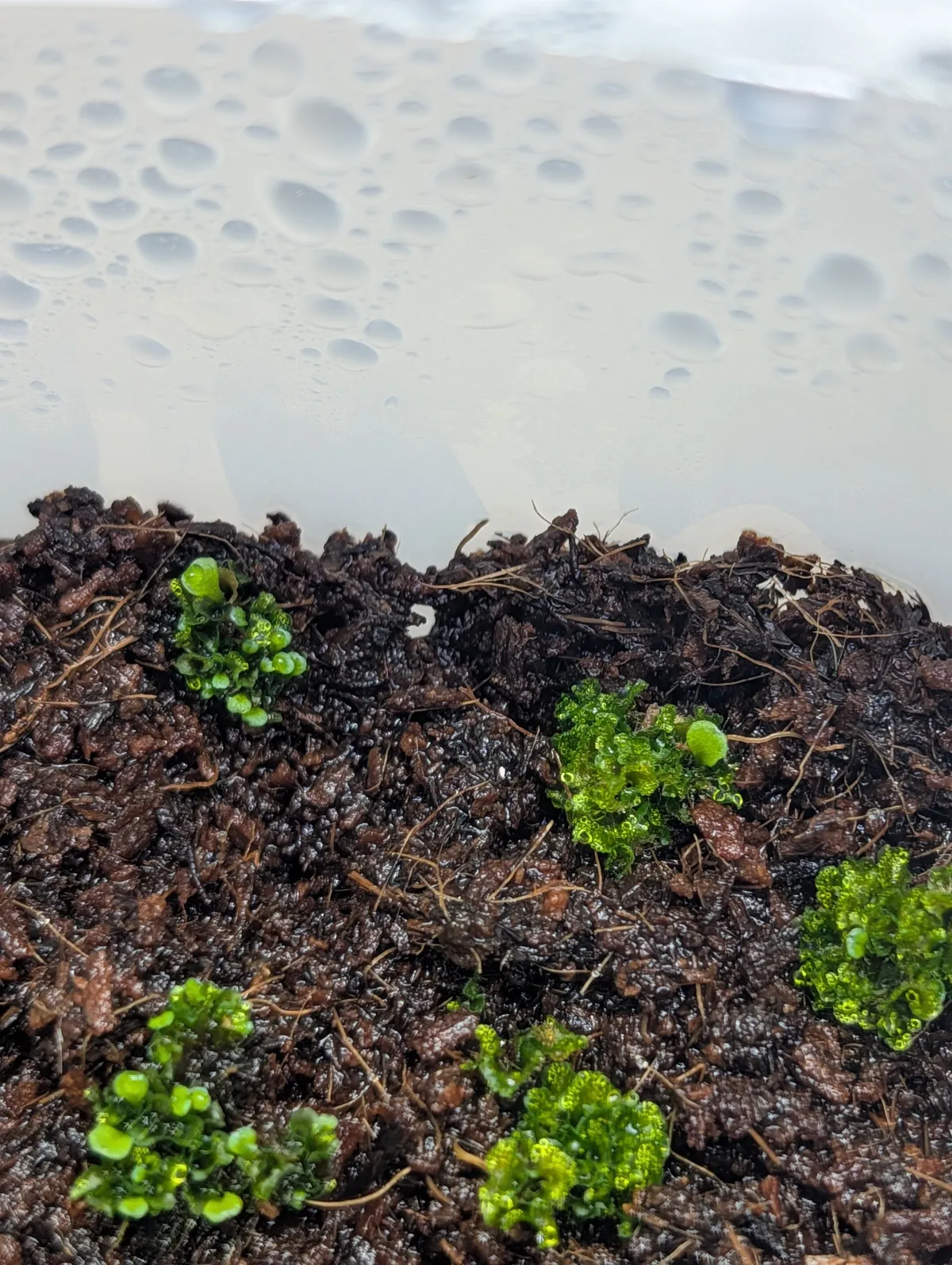 Platycerium ridleyi ([種子/胞子] ビカクシダ リドレイ)