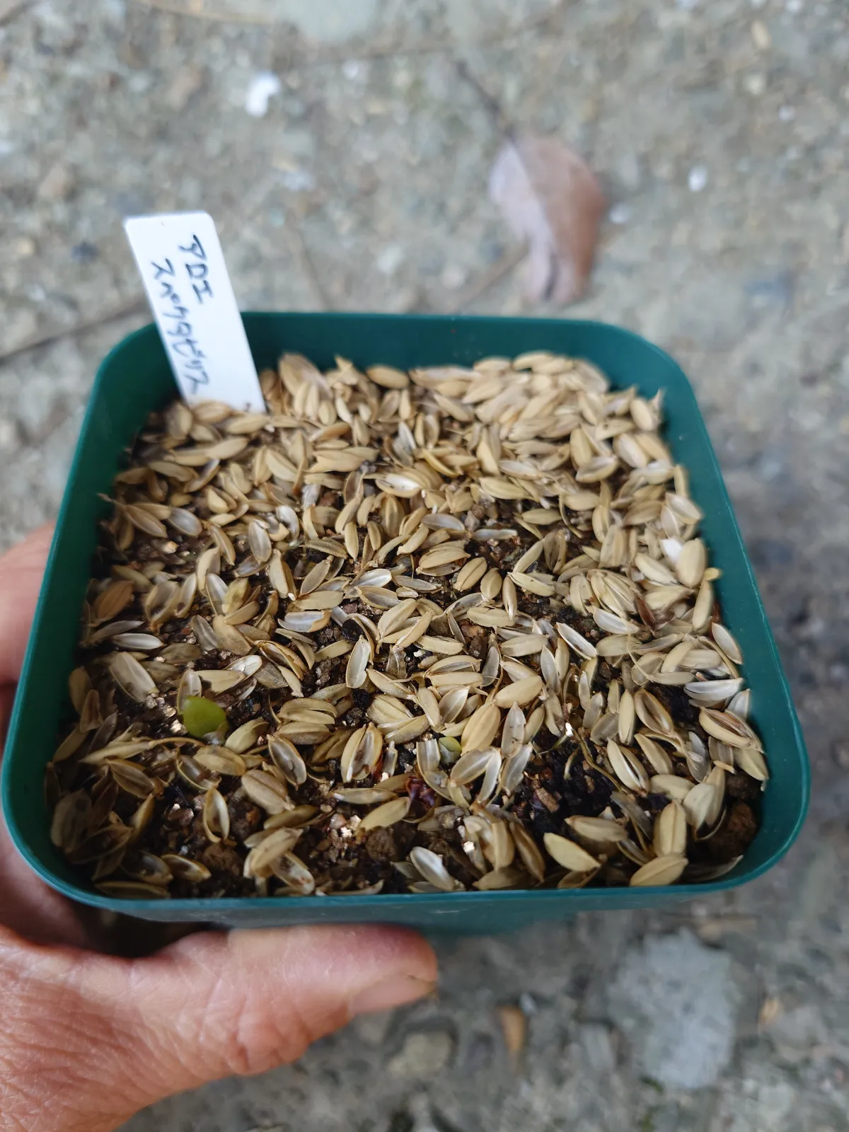 Aloe spectabilis (アロエ スペクタビリス)