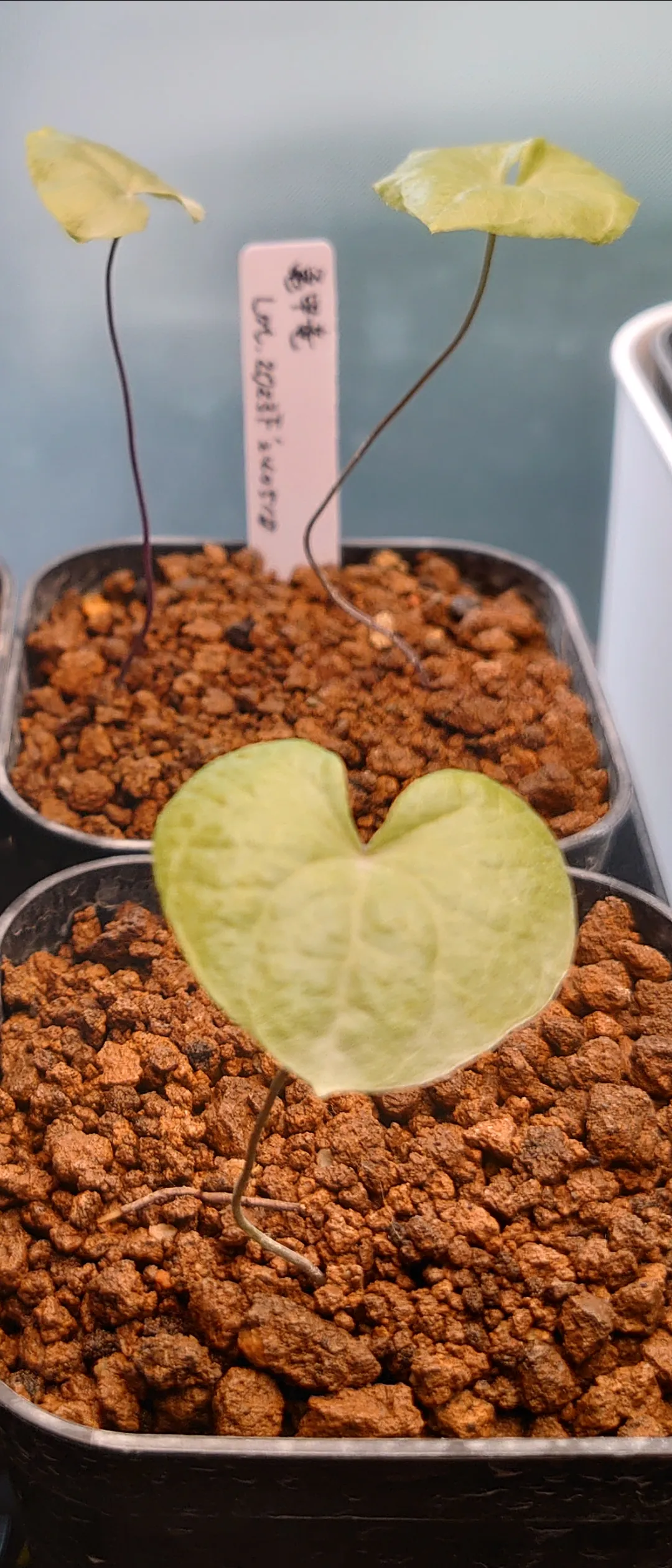 Dioscorea elephantipes Lot. (ディオスコレア エレファンティペス)