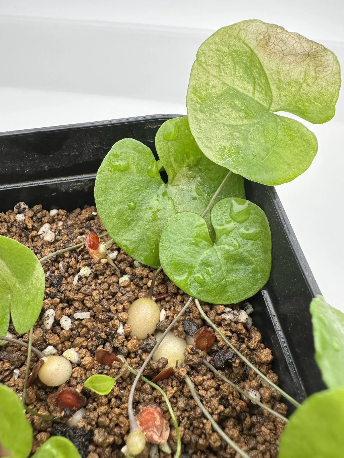 Dioscorea elephantipes (ディオスコレア エレファンティペス)