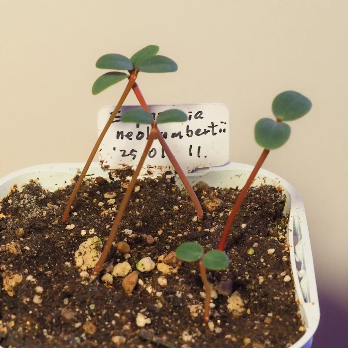 Euphorbia neohumbertii (ユーフォルビア ネオフンベルティ)