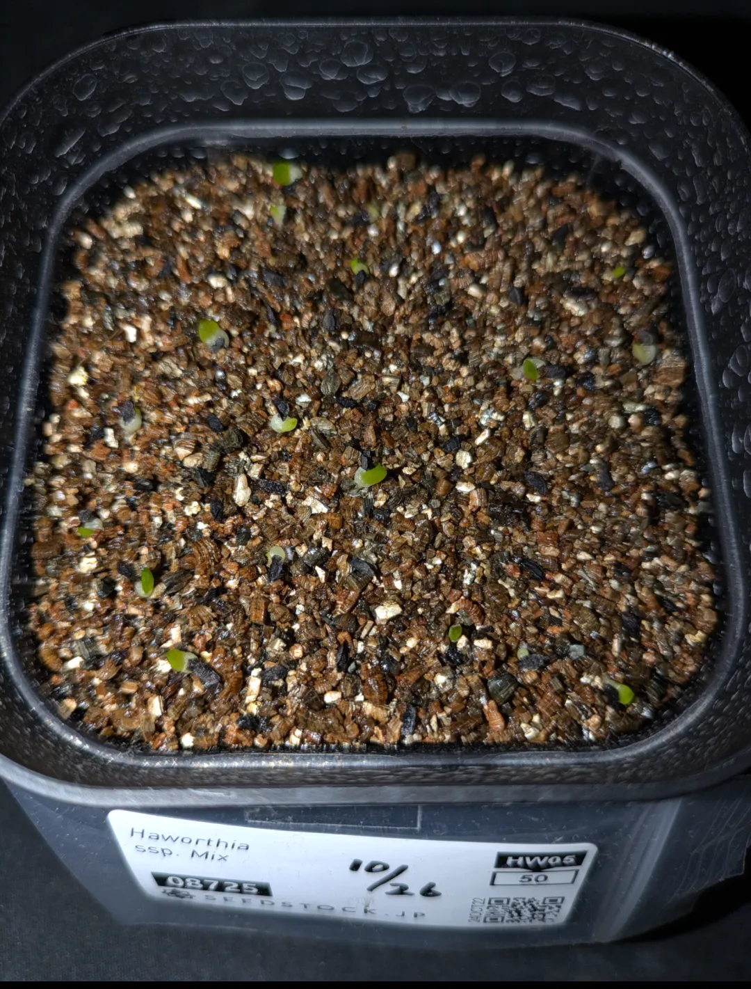 Haworthia  ssp. Mix (ハオルチア ミックス)