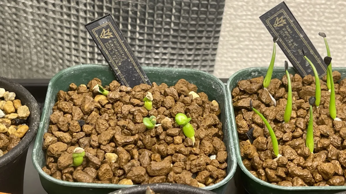 Pachypodium succulentum (パキポディウム サキュレンタム)