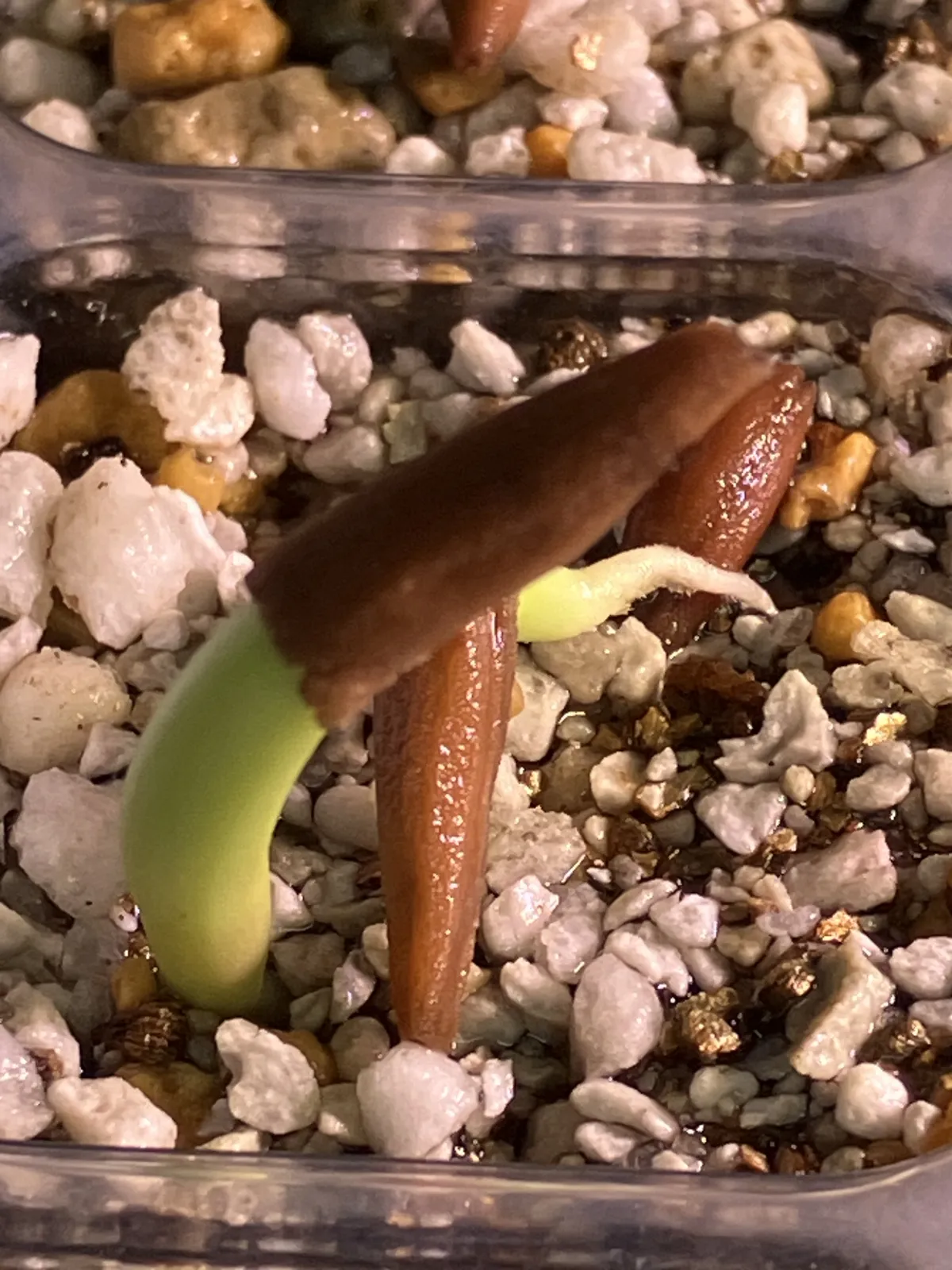 KHZ Adenium thai socotranum KHZ (アデニウム タイ ソコトラナム)