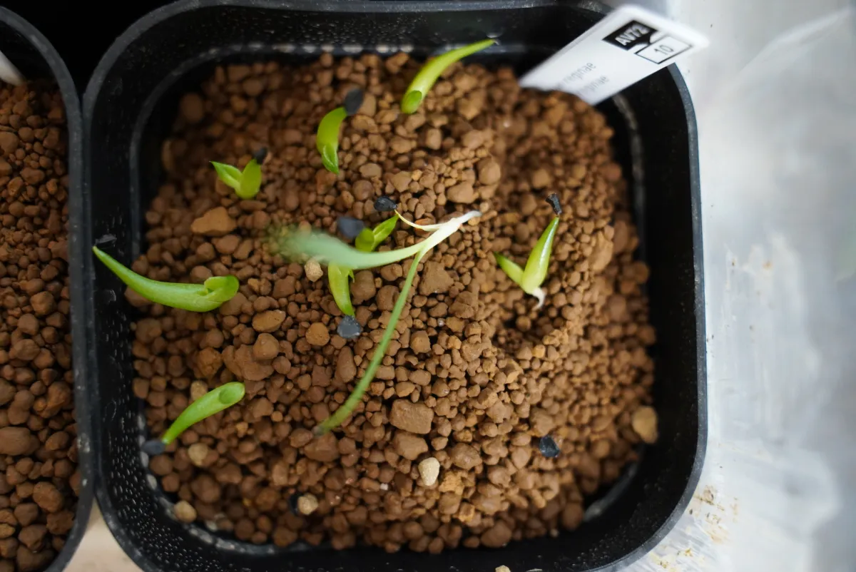 Agave victoriae-reginae ssp. victoriae-reginae (アガベ ビクトリアレジーナエ 笹の雪)