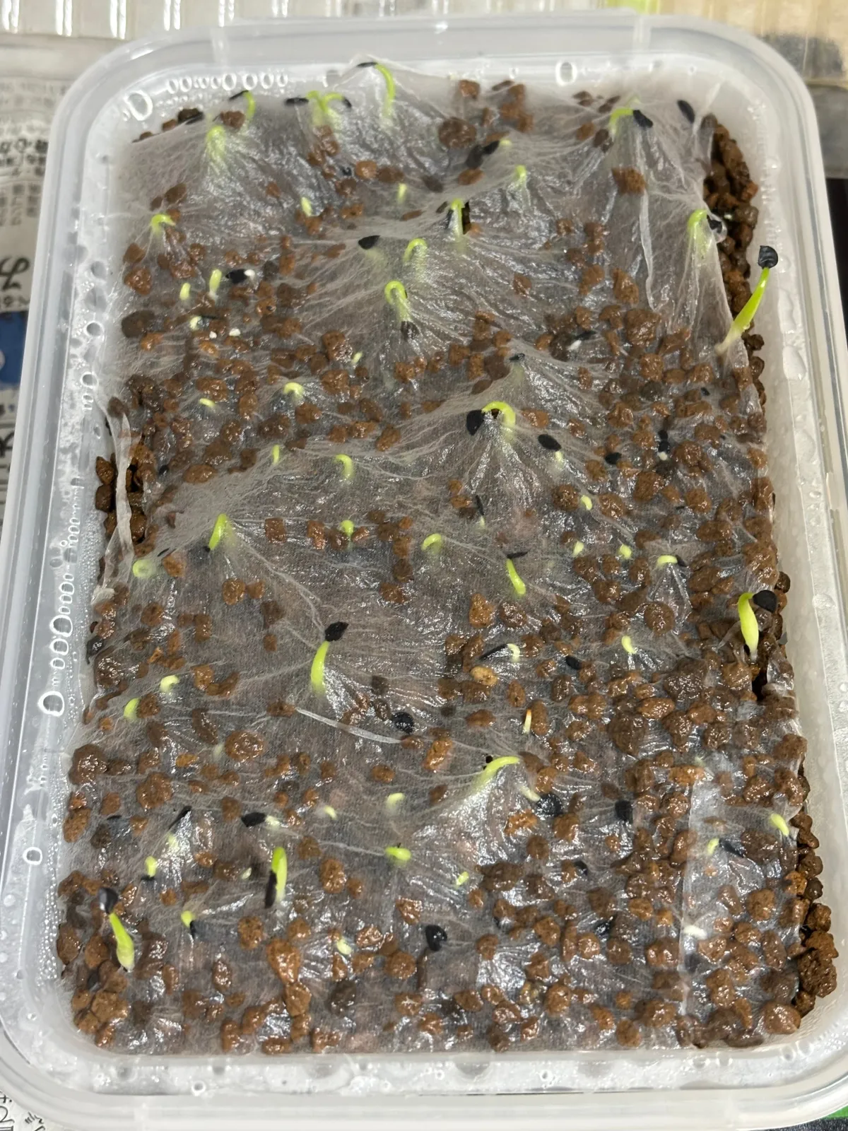 Agave oteroi Lot. (アガベ オテロイ)