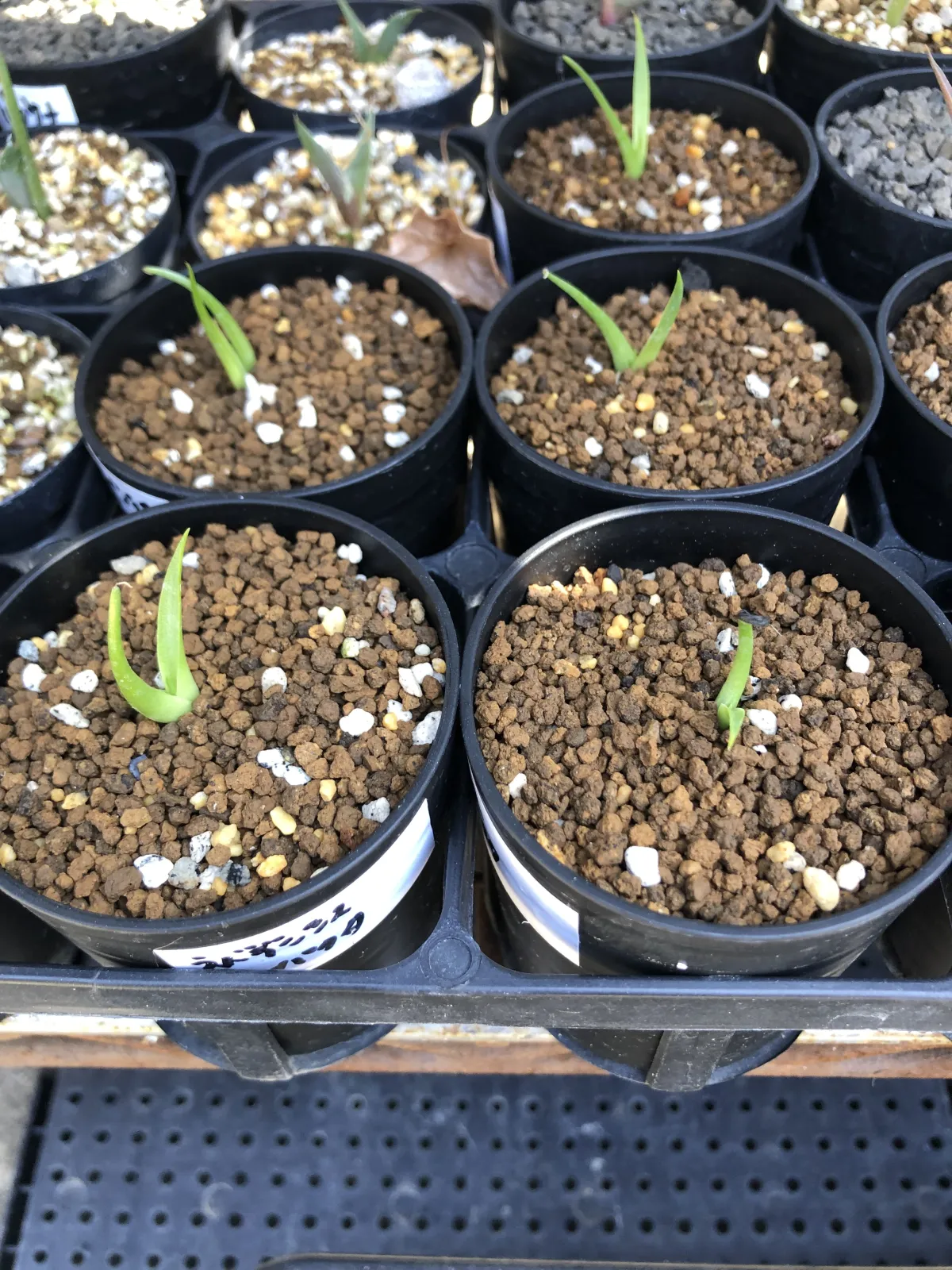 Agave utahensis v. nevadensis Compacta (アガベ ネバデンシス コンパクタ)