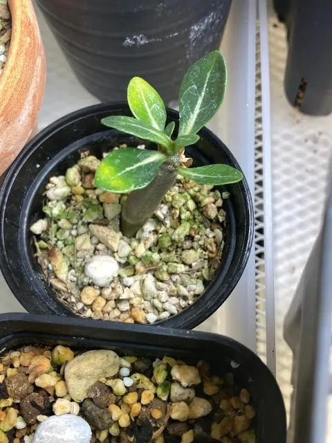 KHZ Adenium thai socotranum KHZ (アデニウム タイ ソコトラナム)