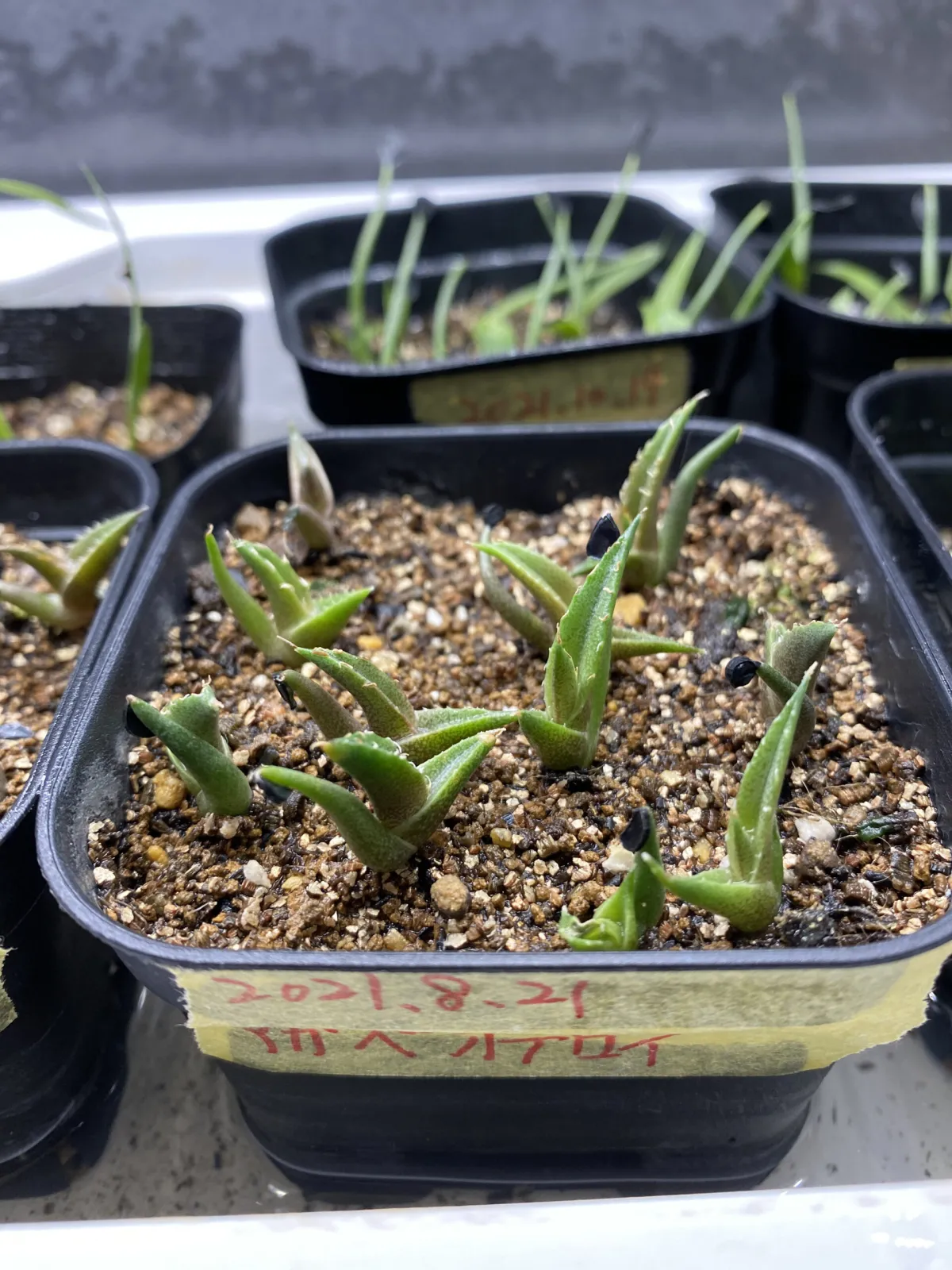 Agave oteroi Lot. (アガベ オテロイ)
