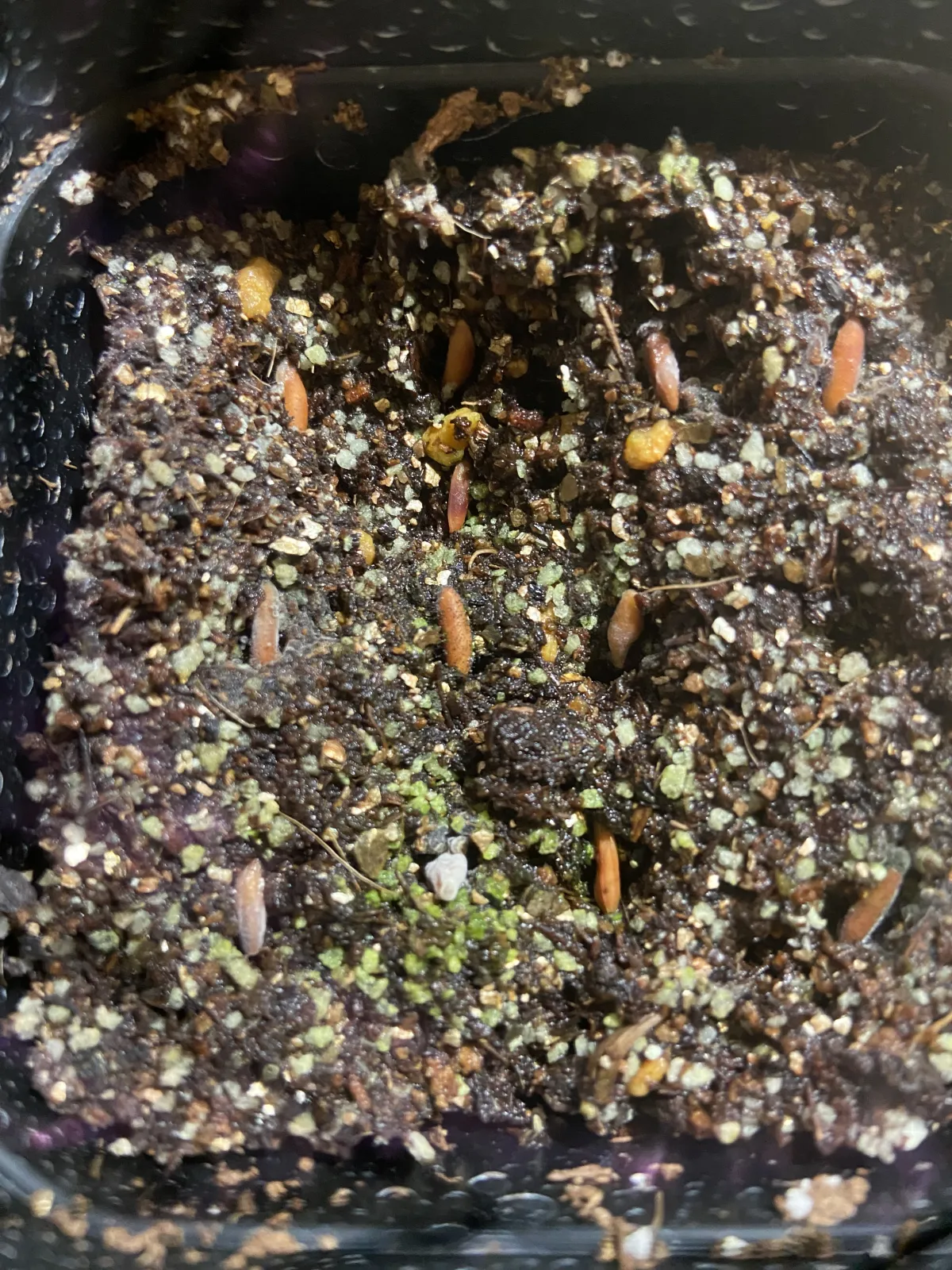 Pachypodium rosulatum var. gracilius ([無料種子] 発芽難 パキポディウム グラキリス　)