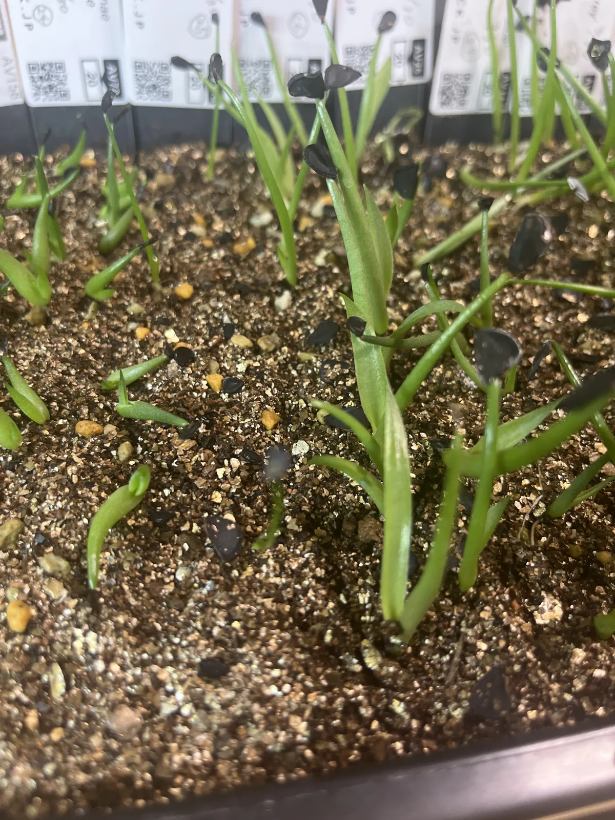 Agave macroacantha (アガベ マクロアカンサ)