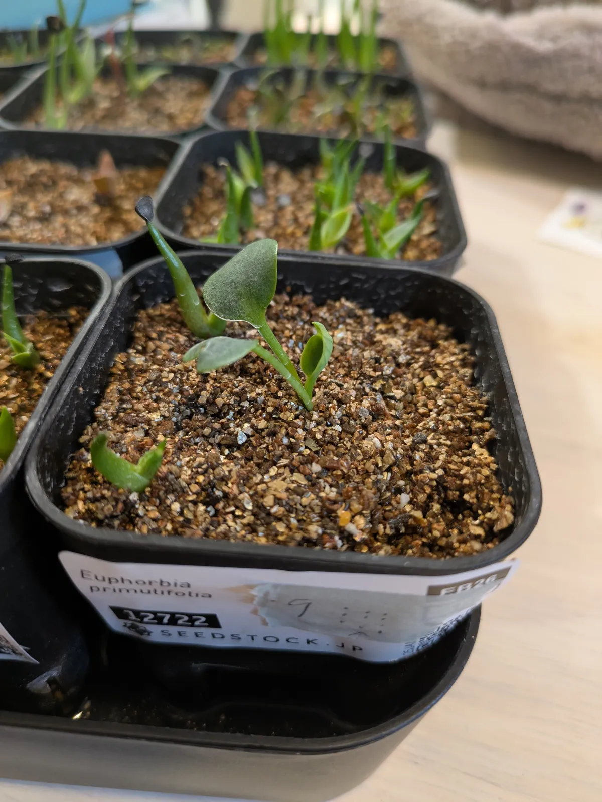 Euphorbia primulifolia (ユーフォルビア プリムリフォリア)