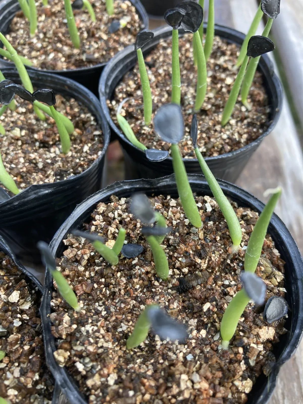 Agave parryi ssp. parryi (アガベ パリー)