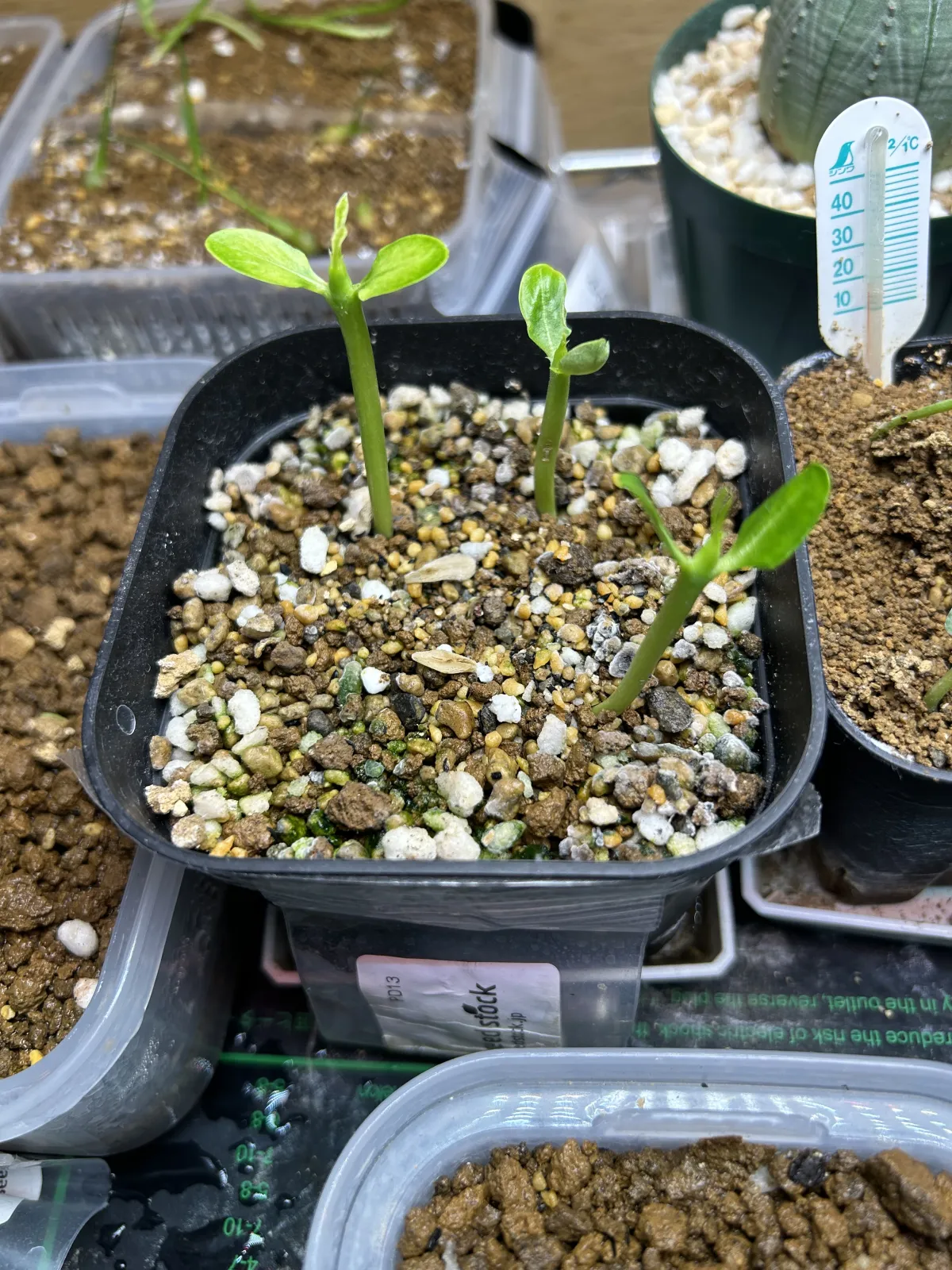 Pachypodium lamerei (パキポディウム ラメレイ)