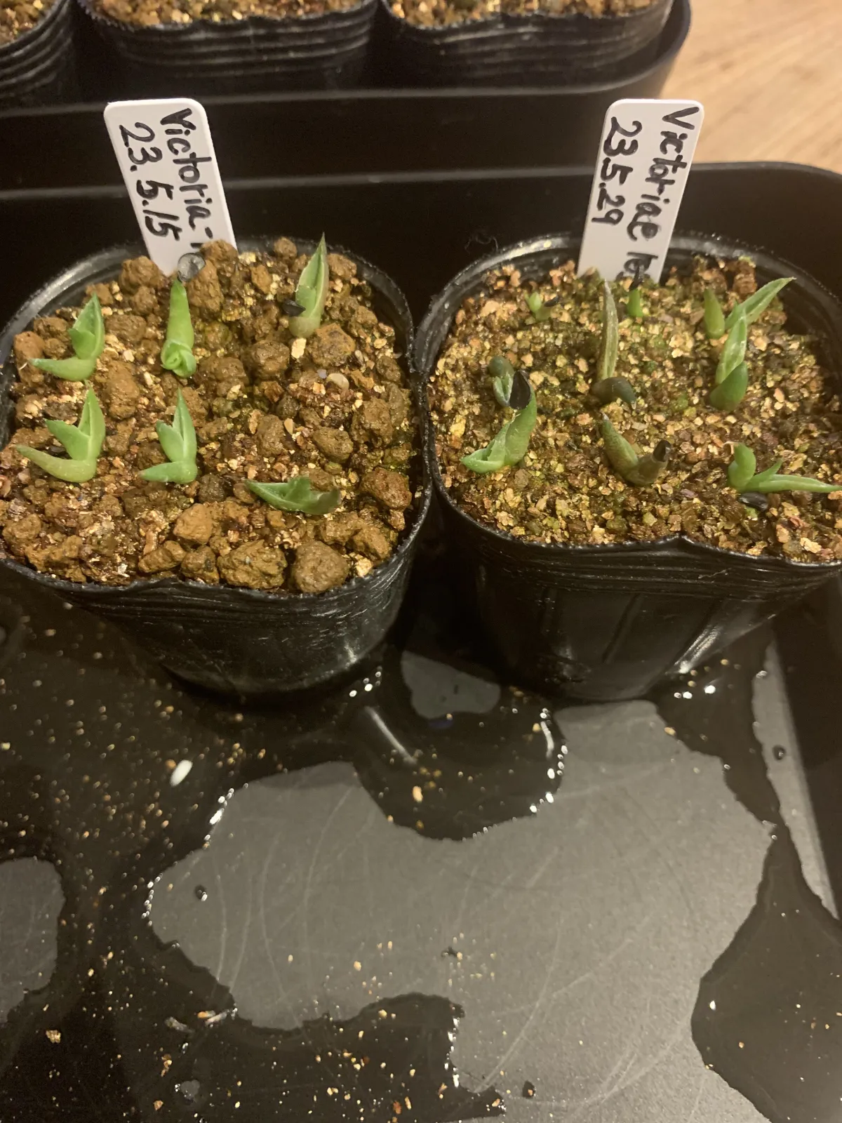 Agave victoriae-reginae var. compact (アガベ ビクトリアレジーナコンパクト)